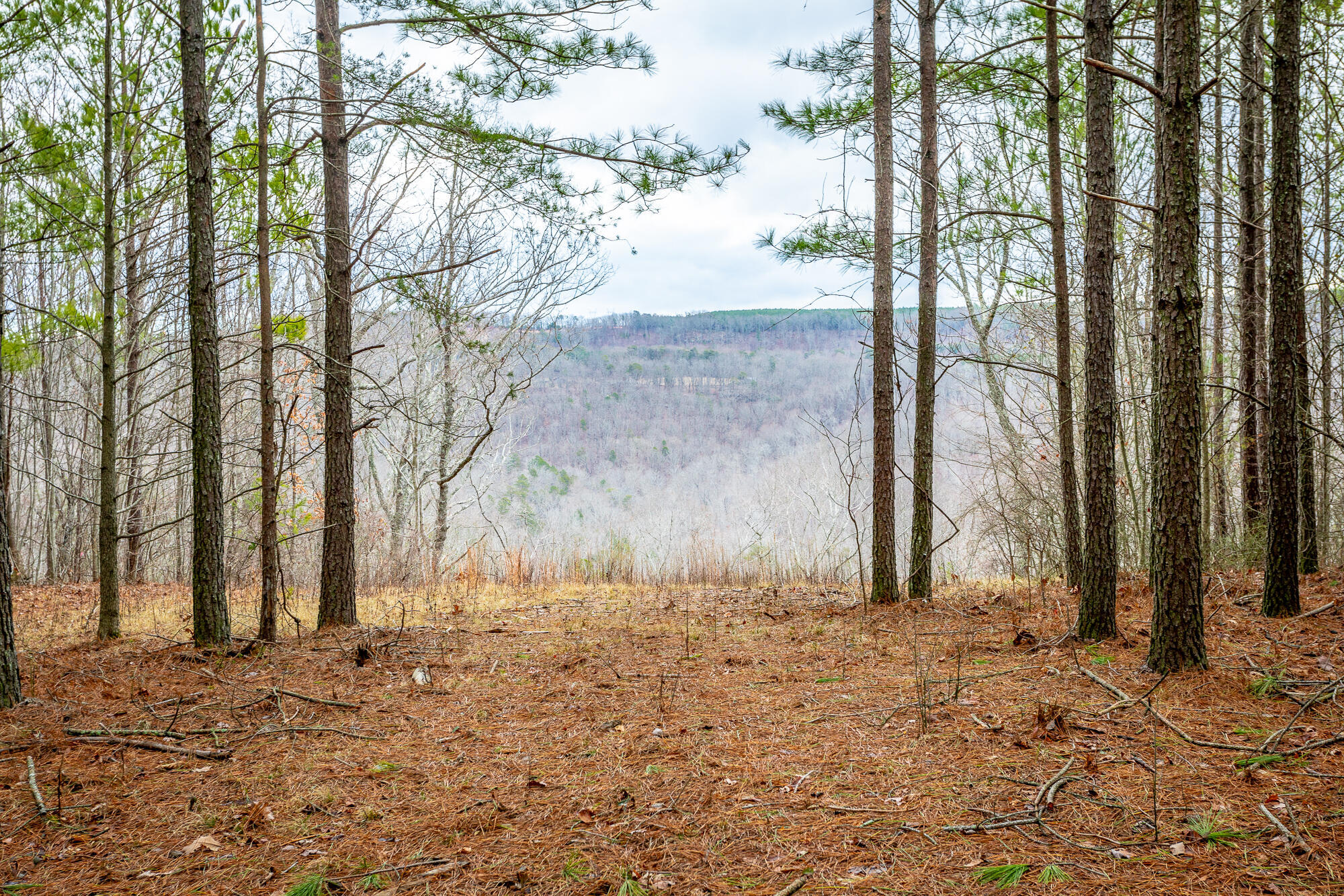 0 Split Rail Way, Unit LOT 1354 Guild, TN 37340 - Photo 10 of 68 River Gorge Ranch Lot 1354 HD-20