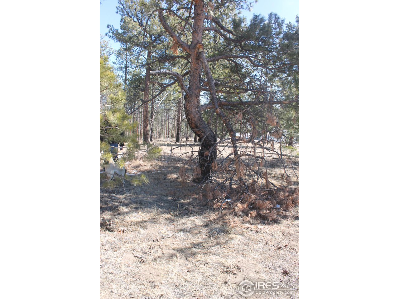 0 Tbd Dirt Road Bellvue, CO 80512 - Photo 14 of 19 Many trees have character