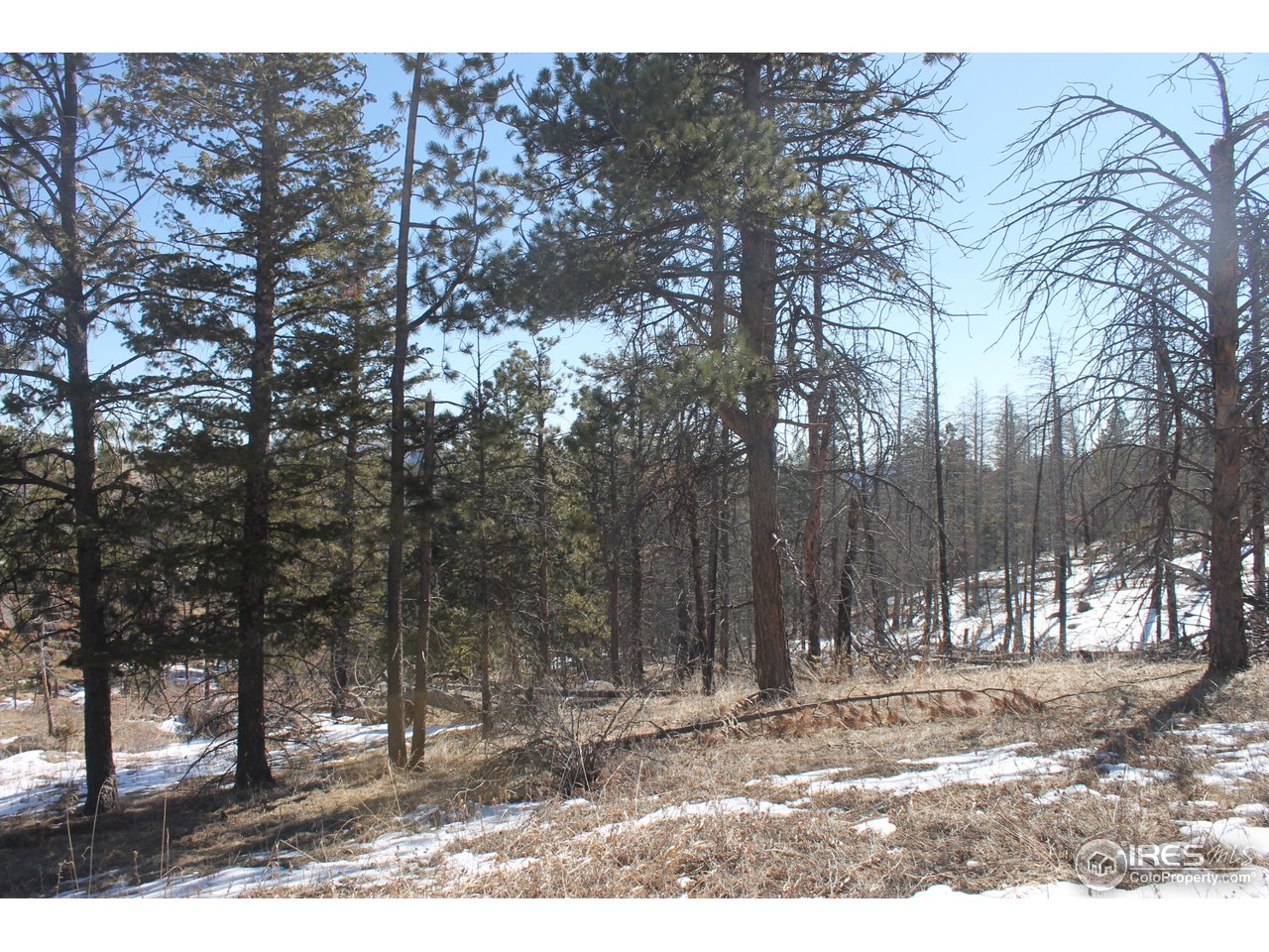 0 Tbd Dirt Road Bellvue, CO 80512 - Photo 3 of 19 Gallery Image 3