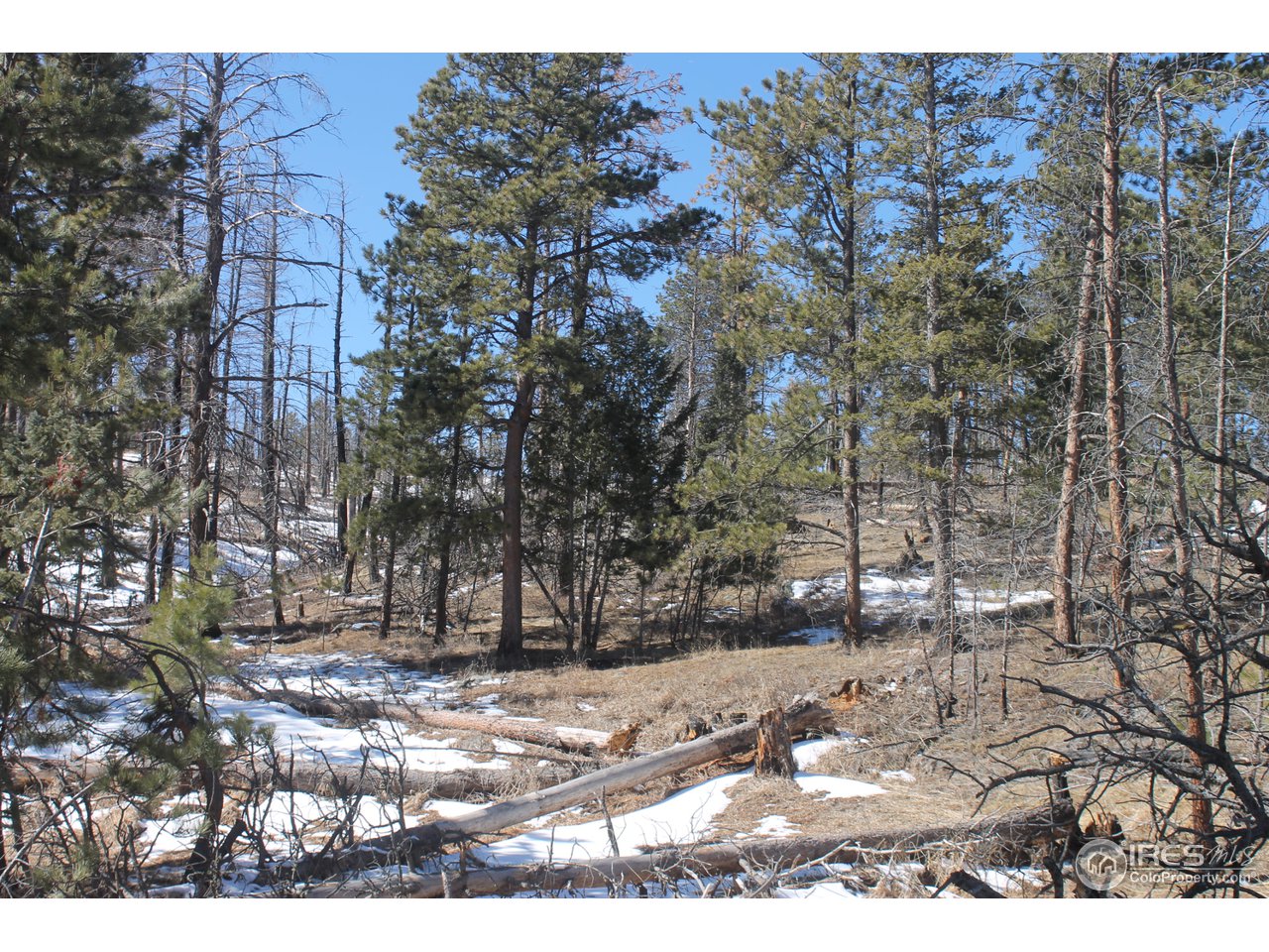 0 Tbd Dirt Road Bellvue, CO 80512 - Photo 4 of 19 Gallery Image 4