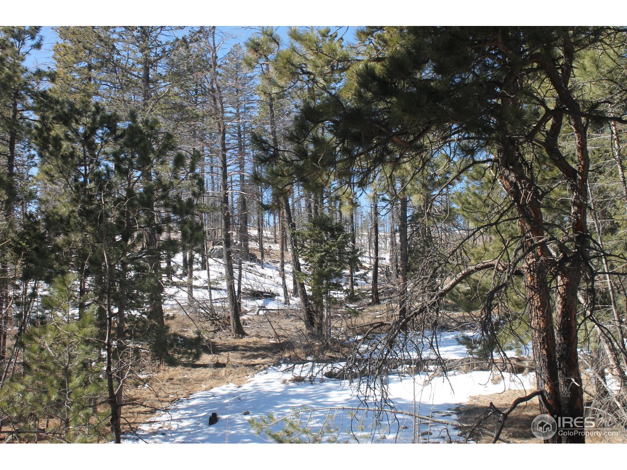0 Tbd Dirt Road Bellvue, CO 80512 - Photo 9 of 19 Gallery Image 9