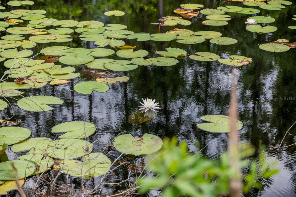 133 Seminole Trail Georgetown, FL 32139 - Photo 51 of 87