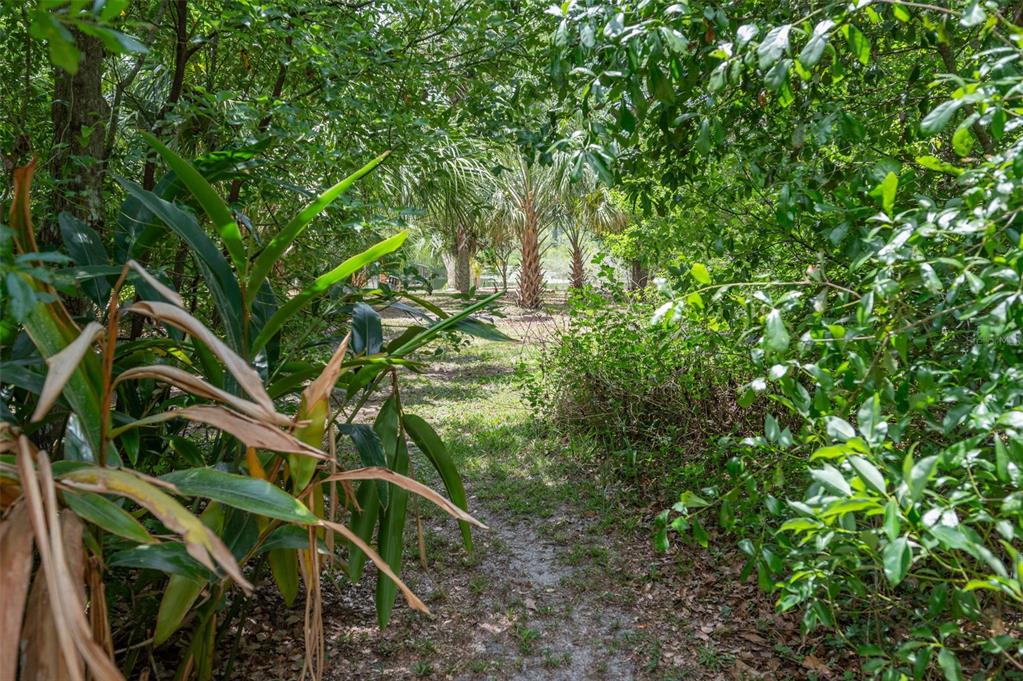 133 Seminole Trail Georgetown, FL 32139 - Photo 70 of 87 a backyard of a house with lots of green space