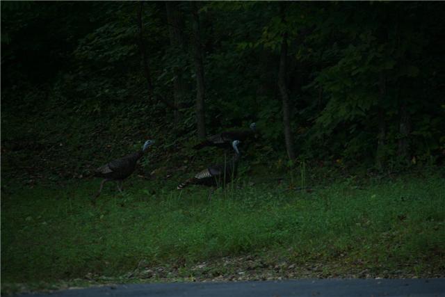 730 Rogues Fork Road Bethpage, TN 37022 - Photo 16 of 16