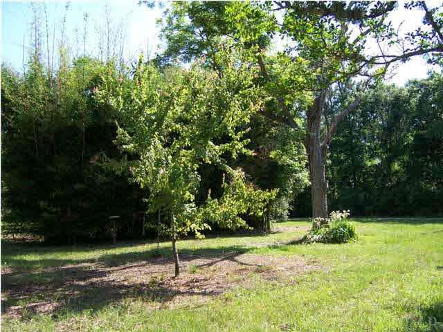 10163 South Loop Road, Unit 1 Pensacola, FL 32507 - Photo 10 of 13 Fruit trees, ,other trees and bamboo