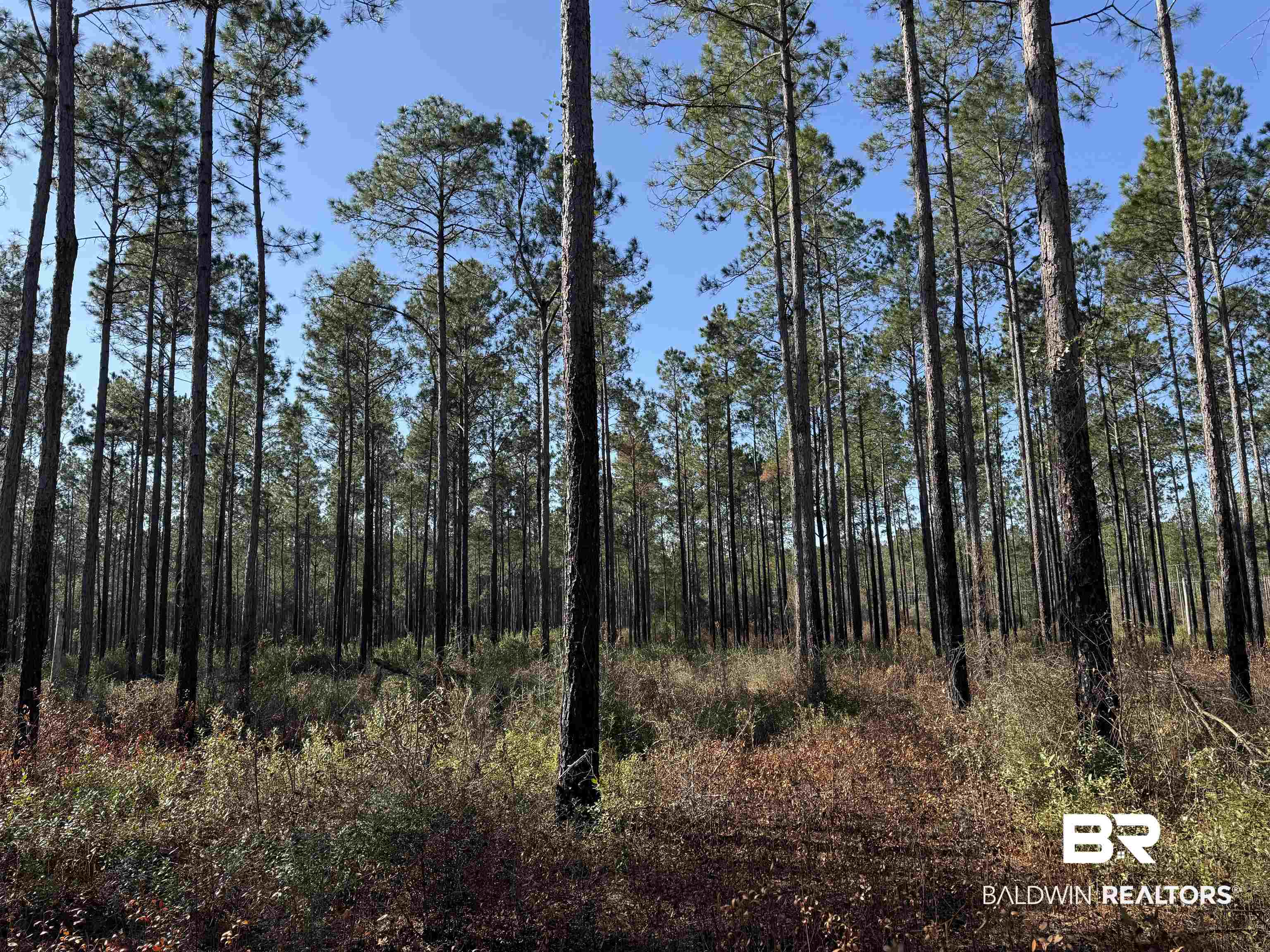 52462 Dyas Road Bay Minette, AL 36507 - Photo 4 of 9