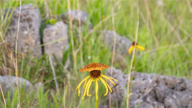 $550,000 | 216.87 Tbd Medley Lane, Eldridge, MO 65463