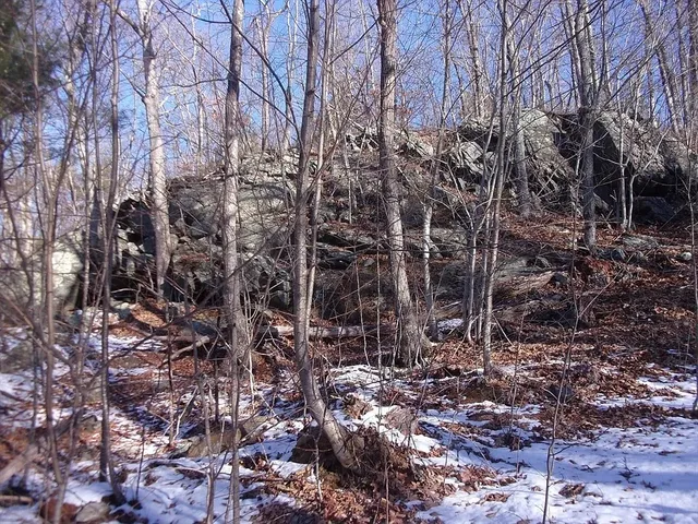 a view of a forest with a tree