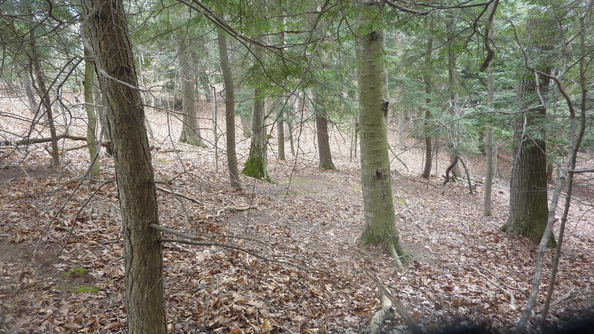 0 Old State Road Frankfort, MI 49635 - Photo 7 of 17