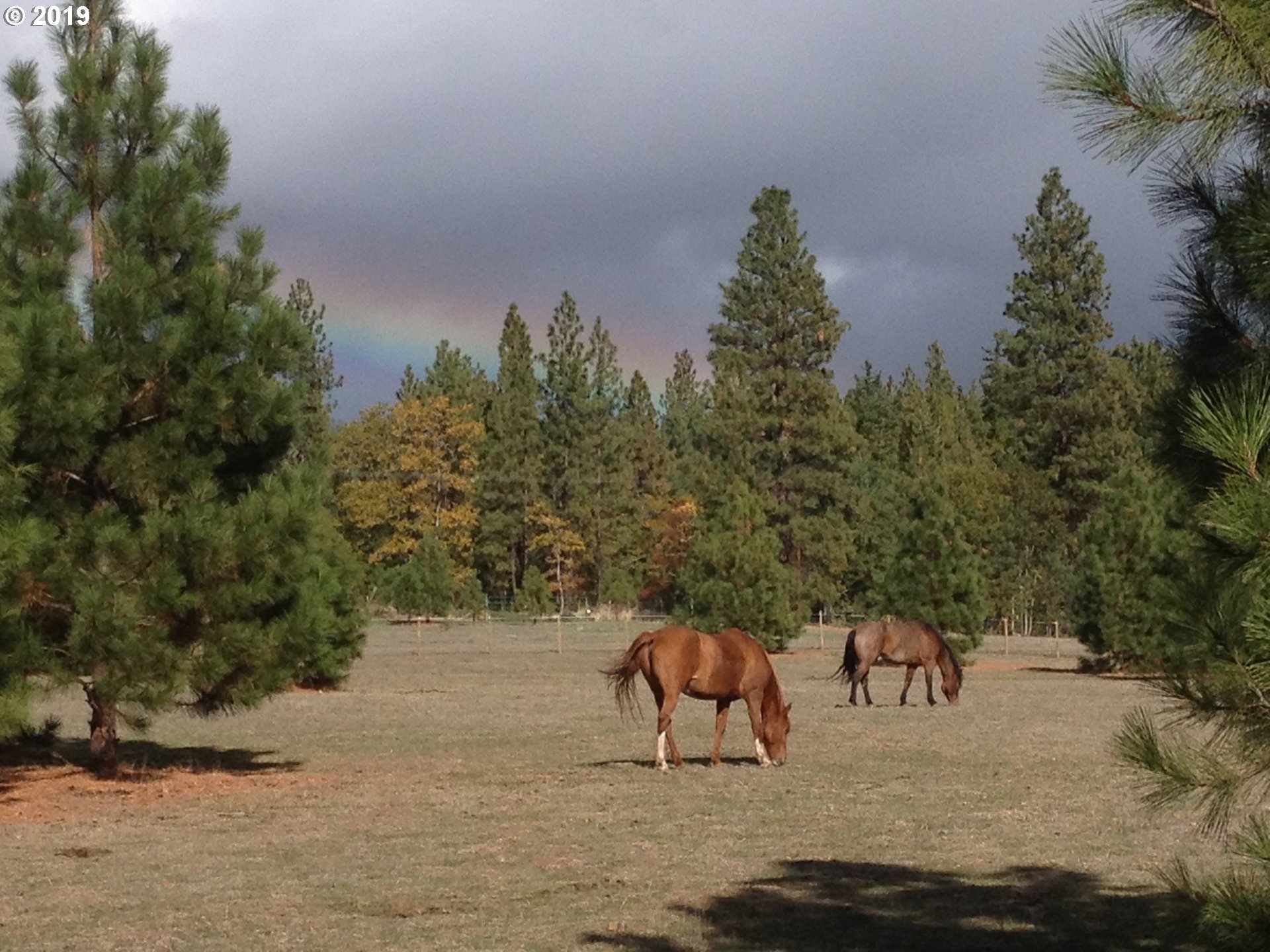 656 Pine Forest Road Goldendale, WA 98620 - Photo 22 of 26 Gallery Image 22