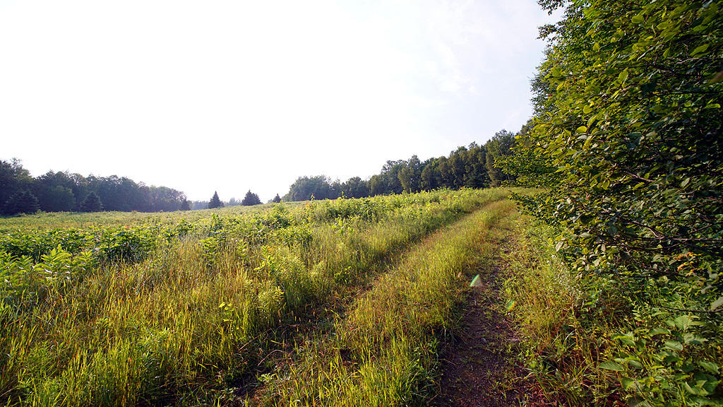 Lot 9-1 New Limerick Road Houlton, ME 04730 - Photo 27 of 40 leisner-maine-land-16