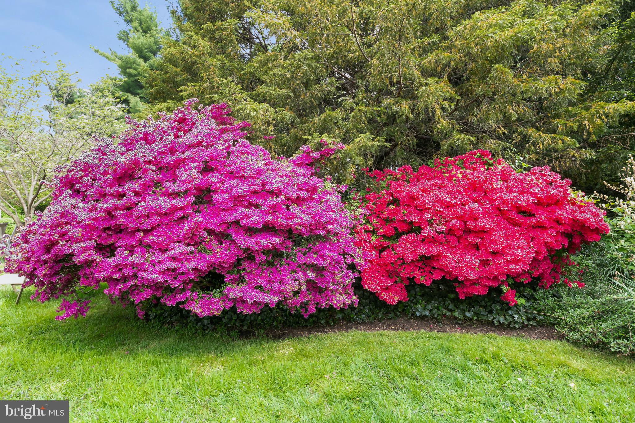 108 St Johns Road Baltimore, MD 21210 - Photo 78 of 97 Beautiful, mature Azaleas