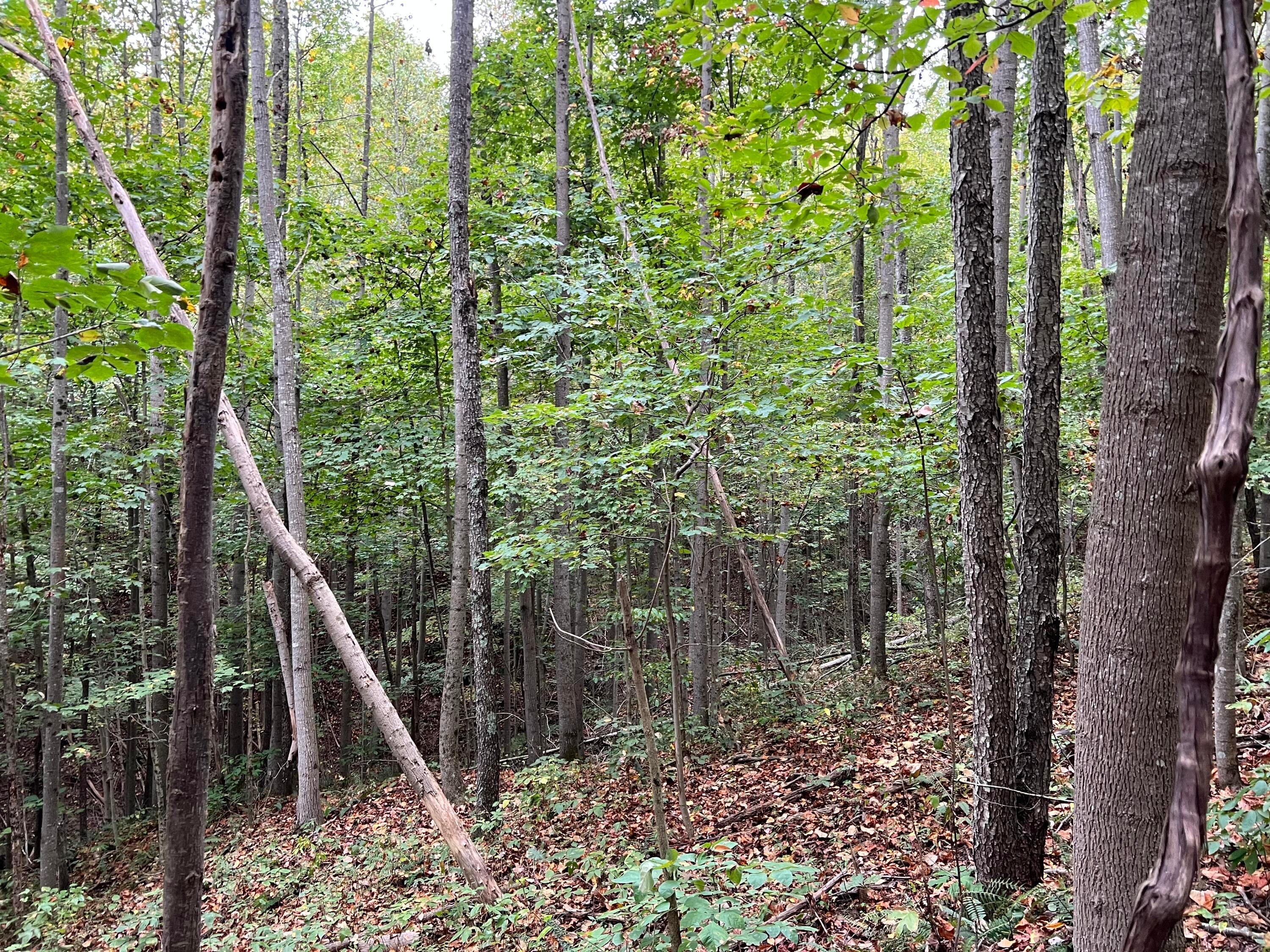 0 Election Road Laurelville, OH 43135 - Photo 20 of 33 ravine from woods road