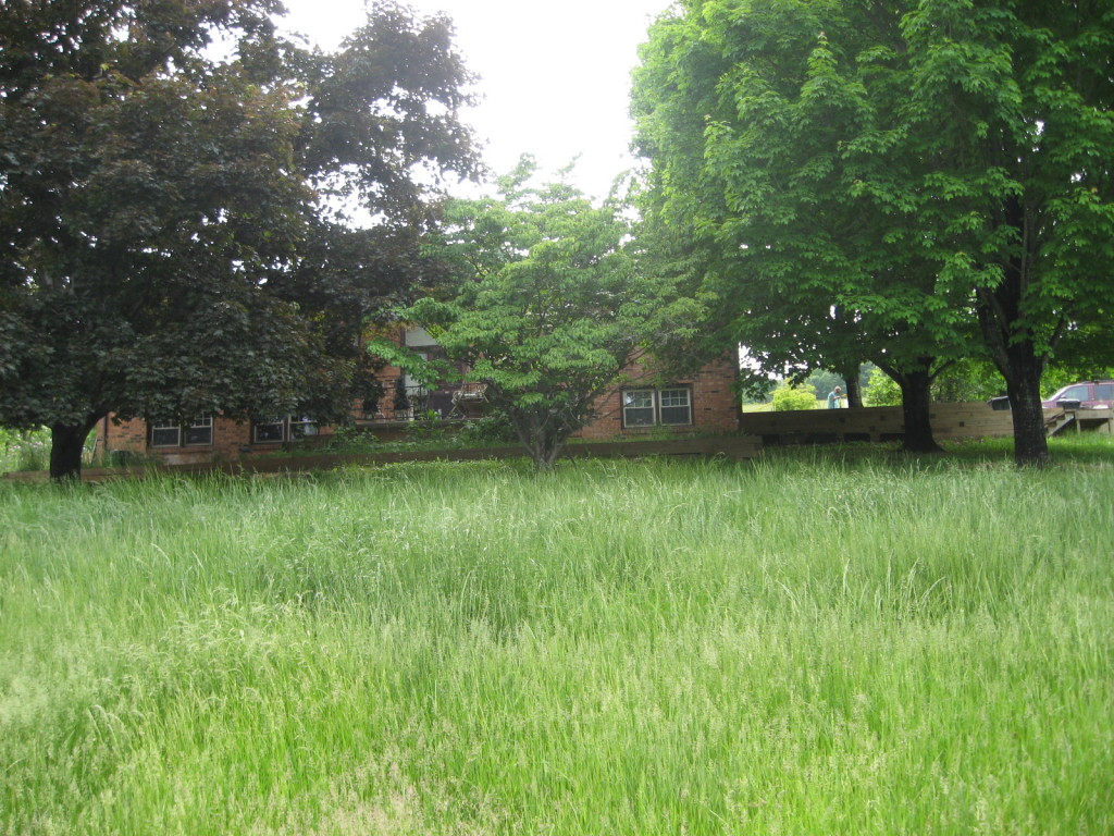 3208 North Fork Road Elliston, VA 24087 - Photo 3 of 7 a view of a yard with a tree