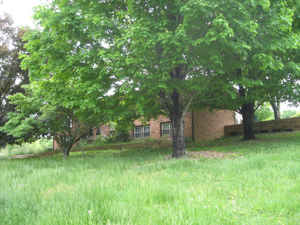 3208 North Fork Road Elliston, VA 24087 - Photo 4 of 7 a view of a tree in front of a house