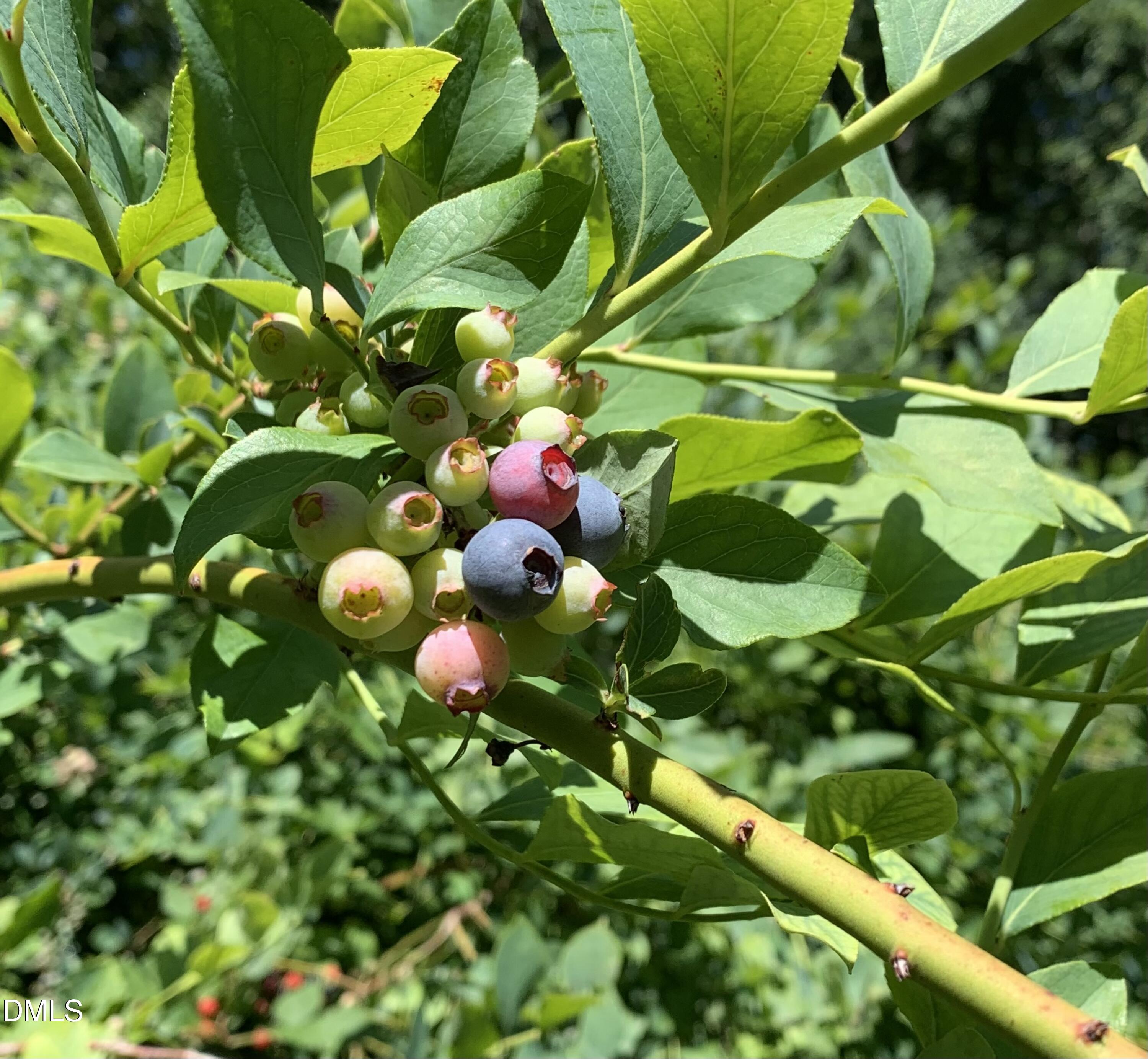 546 Oak Hill Road Pittsboro, NC 27312 - Photo 4 of 66 IMG_0177