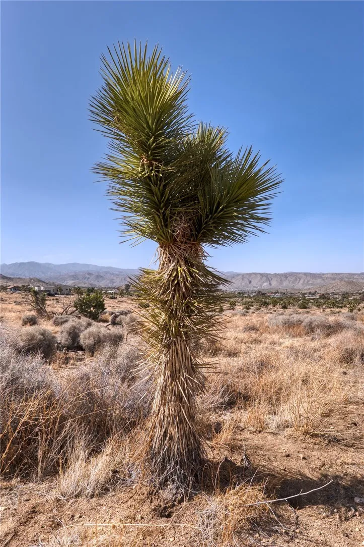 0 Santa Barbara Drive El Monte, CA 91732 - Photo 34 of 36 a view of a yard