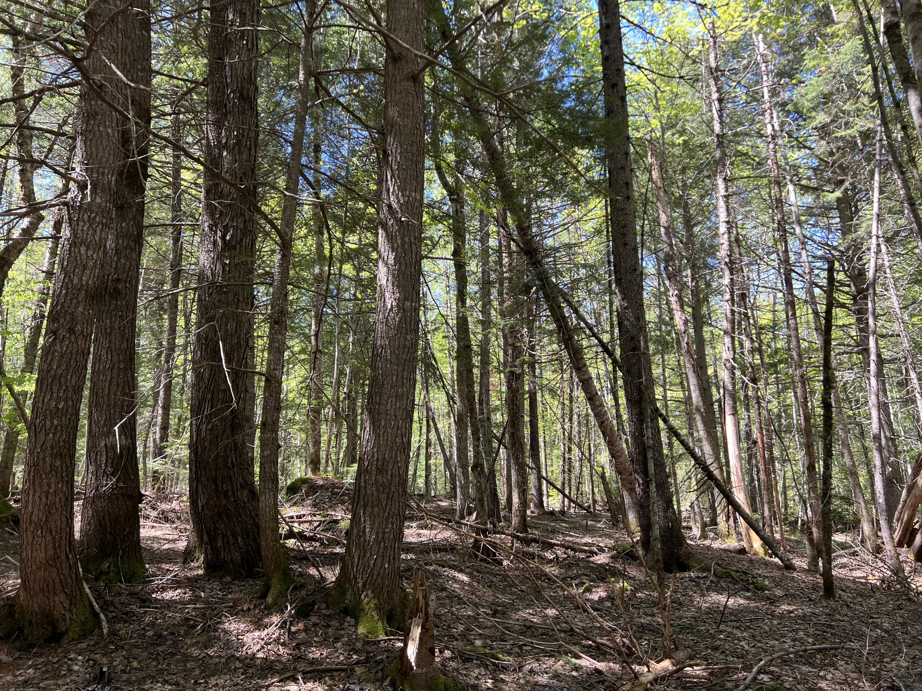 Lot 30 Mountain Road Linneus, ME 04730 - Photo 13 of 24 72CF0FA9-B689-41D6-8E4E-36BF4B22E918