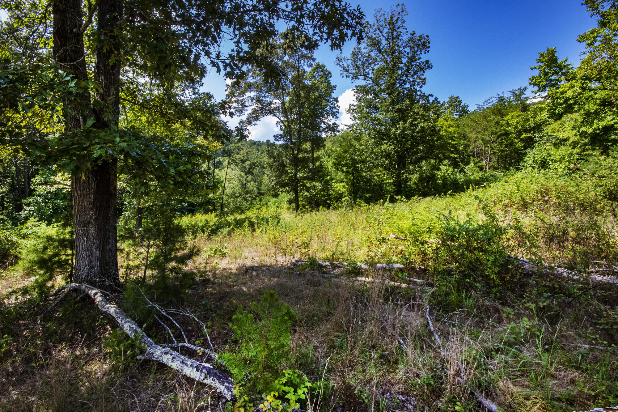 3982 Hickory Valley Road Andersonville, TN 37705 - Photo 15 of 36 V19A1676