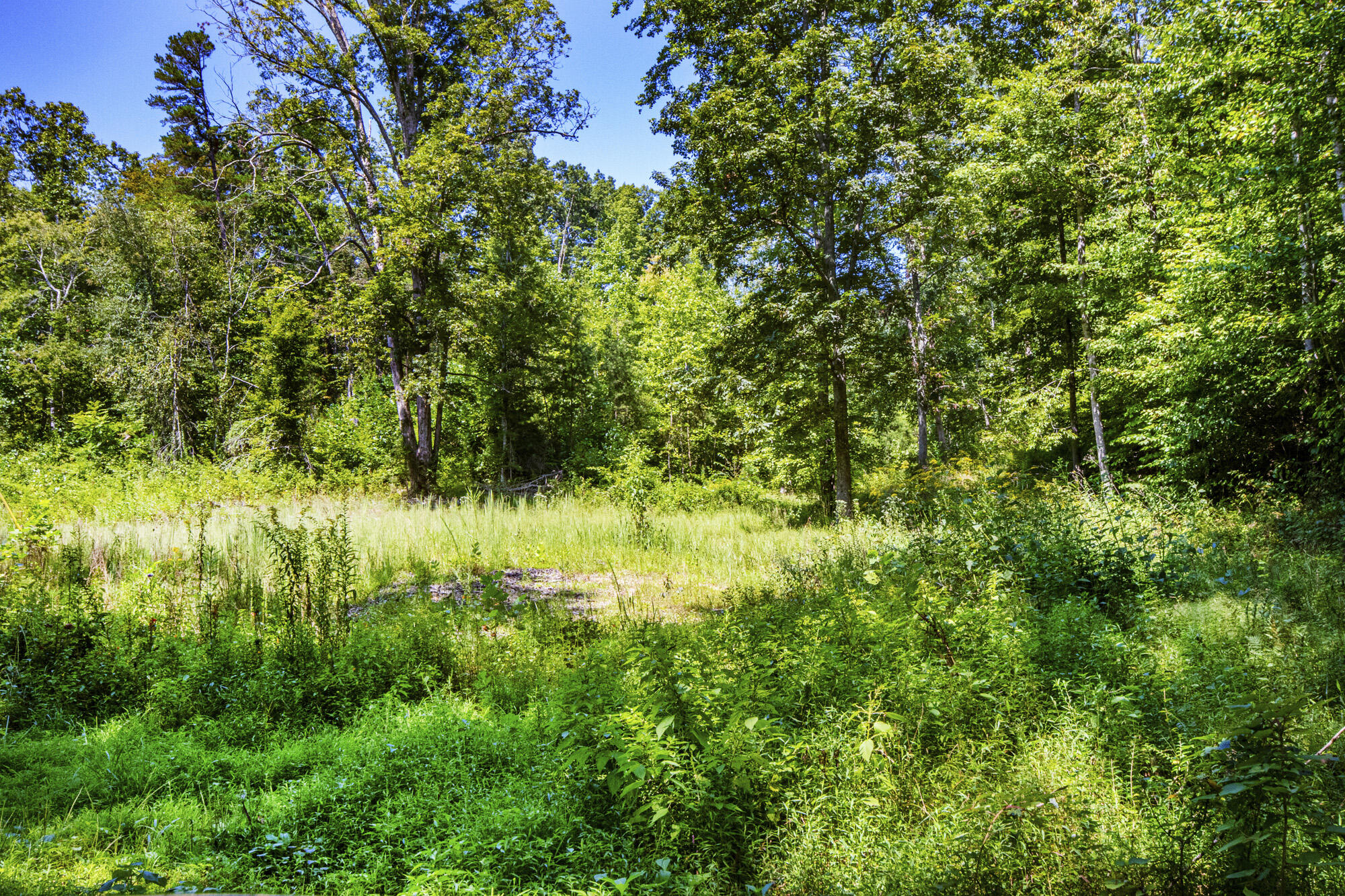 3982 Hickory Valley Road Andersonville, TN 37705 - Photo 36 of 36 V19A1668
