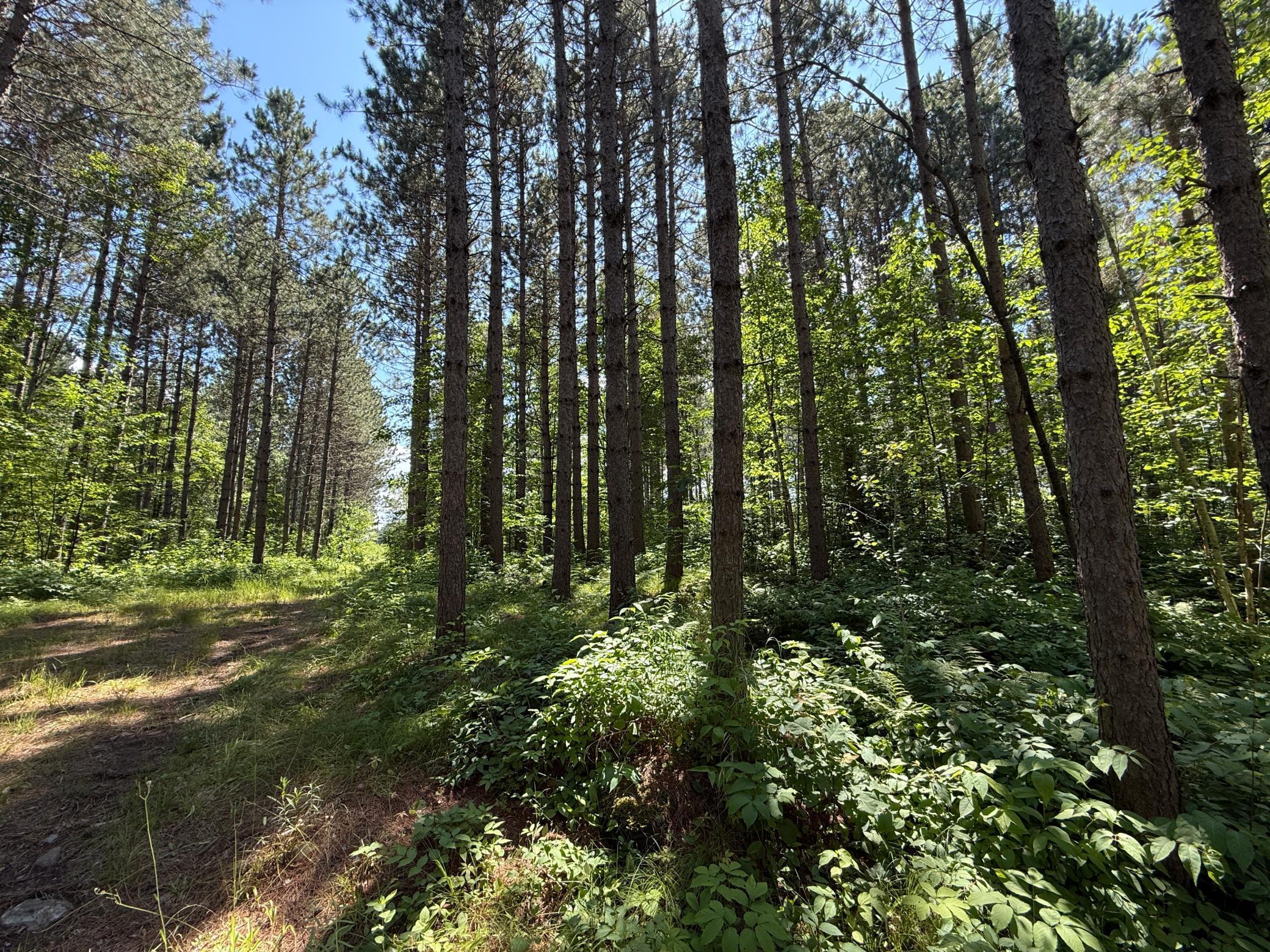 Tbd (option A) Tbd (option A) Maple Grove Road Cloquet, MN 55720 - Photo 32 of 85