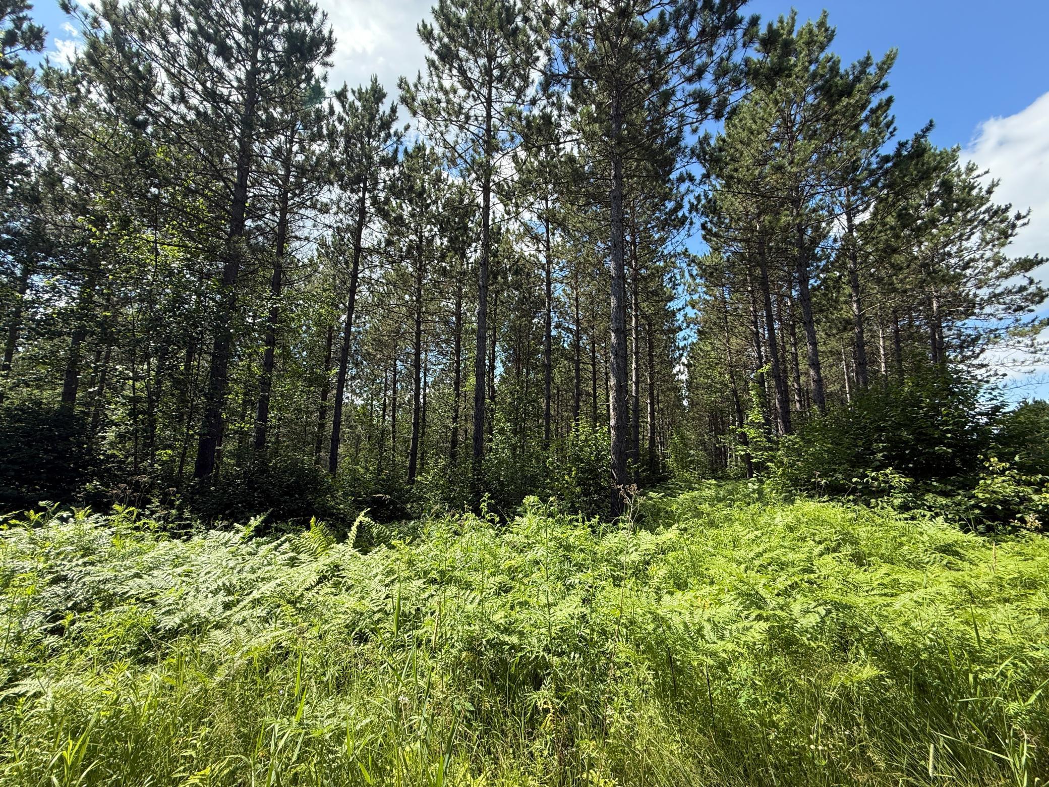 Tbd (option A) Tbd (option A) Maple Grove Road Cloquet, MN 55720 - Photo 41 of 85