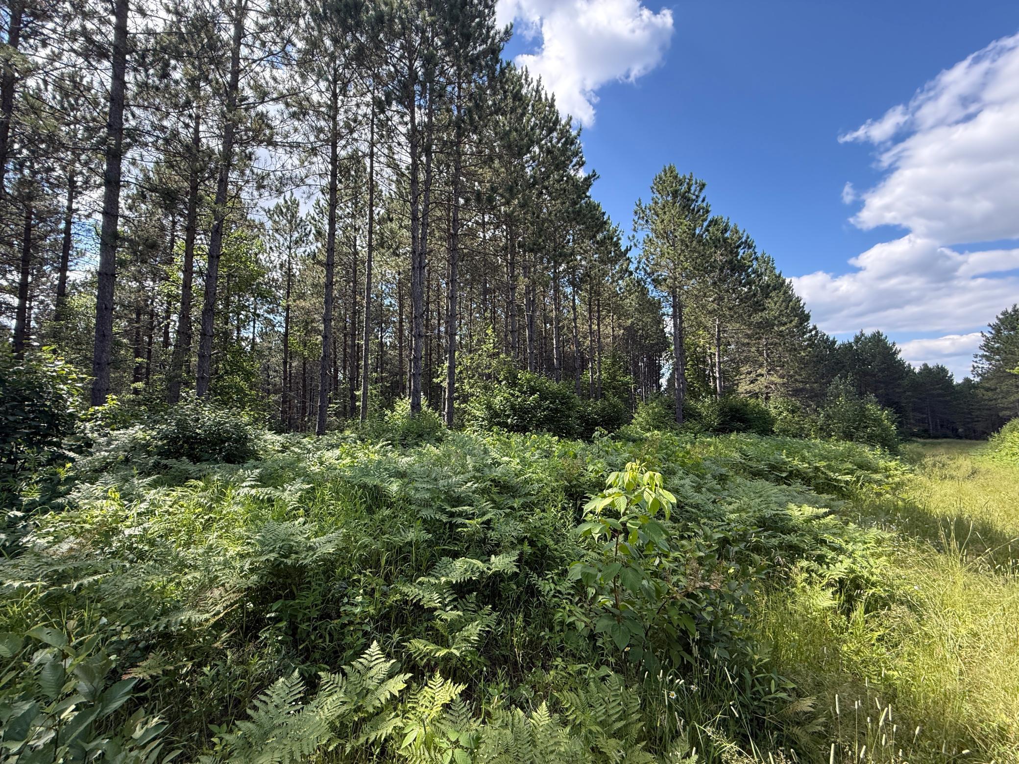 Tbd (option A) Tbd (option A) Maple Grove Road Cloquet, MN 55720 - Photo 42 of 85