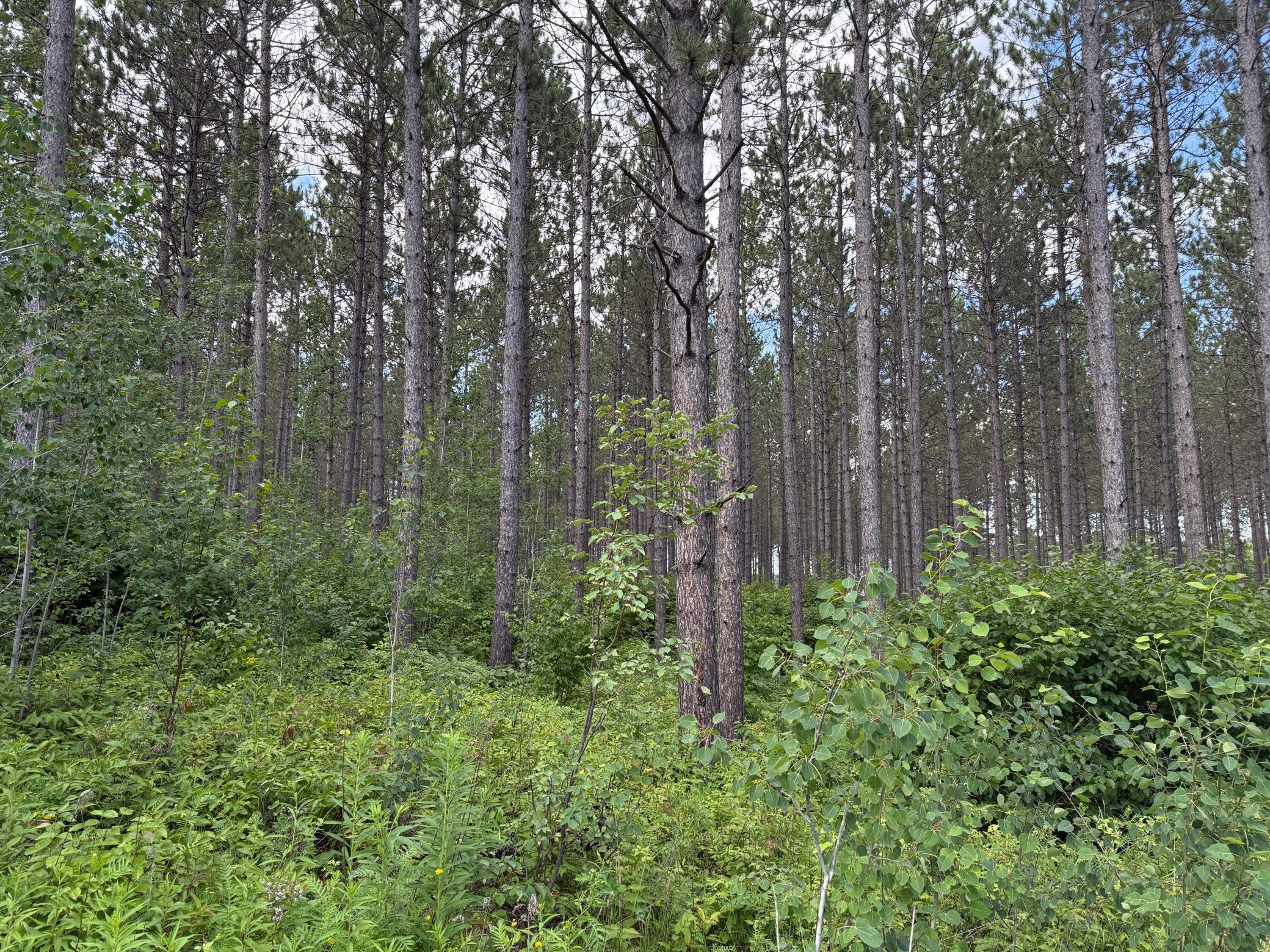 Tbd (option A) Tbd (option A) Maple Grove Road Cloquet, MN 55720 - Photo 62 of 85