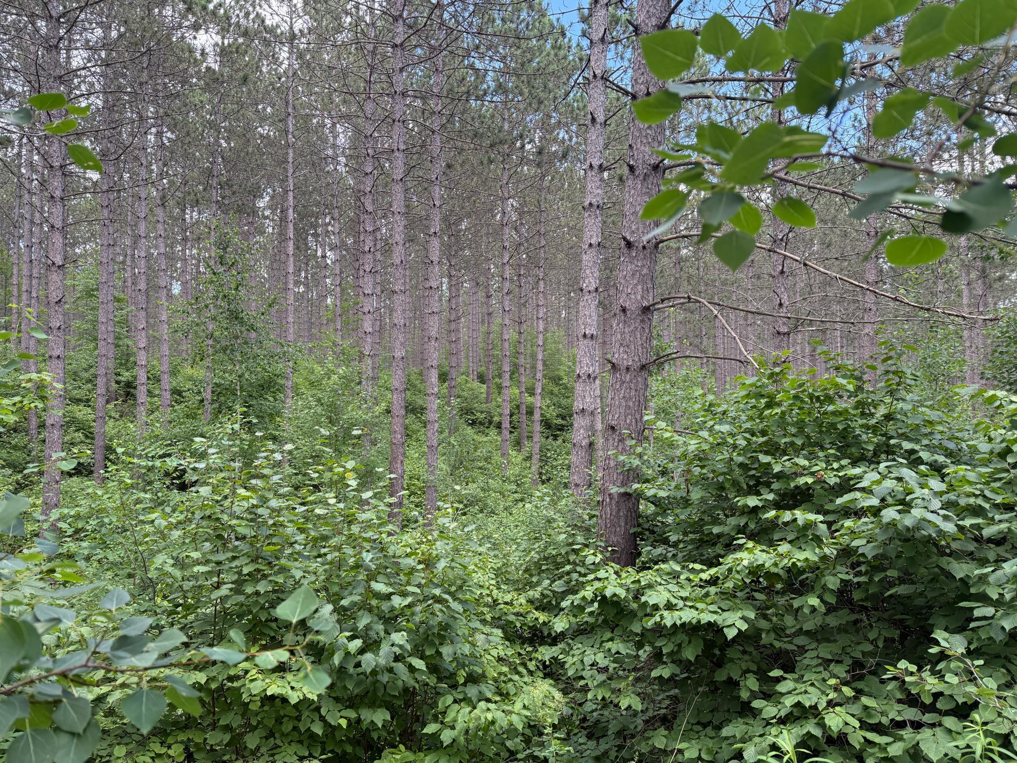 Tbd (option A) Tbd (option A) Maple Grove Road Cloquet, MN 55720 - Photo 67 of 85