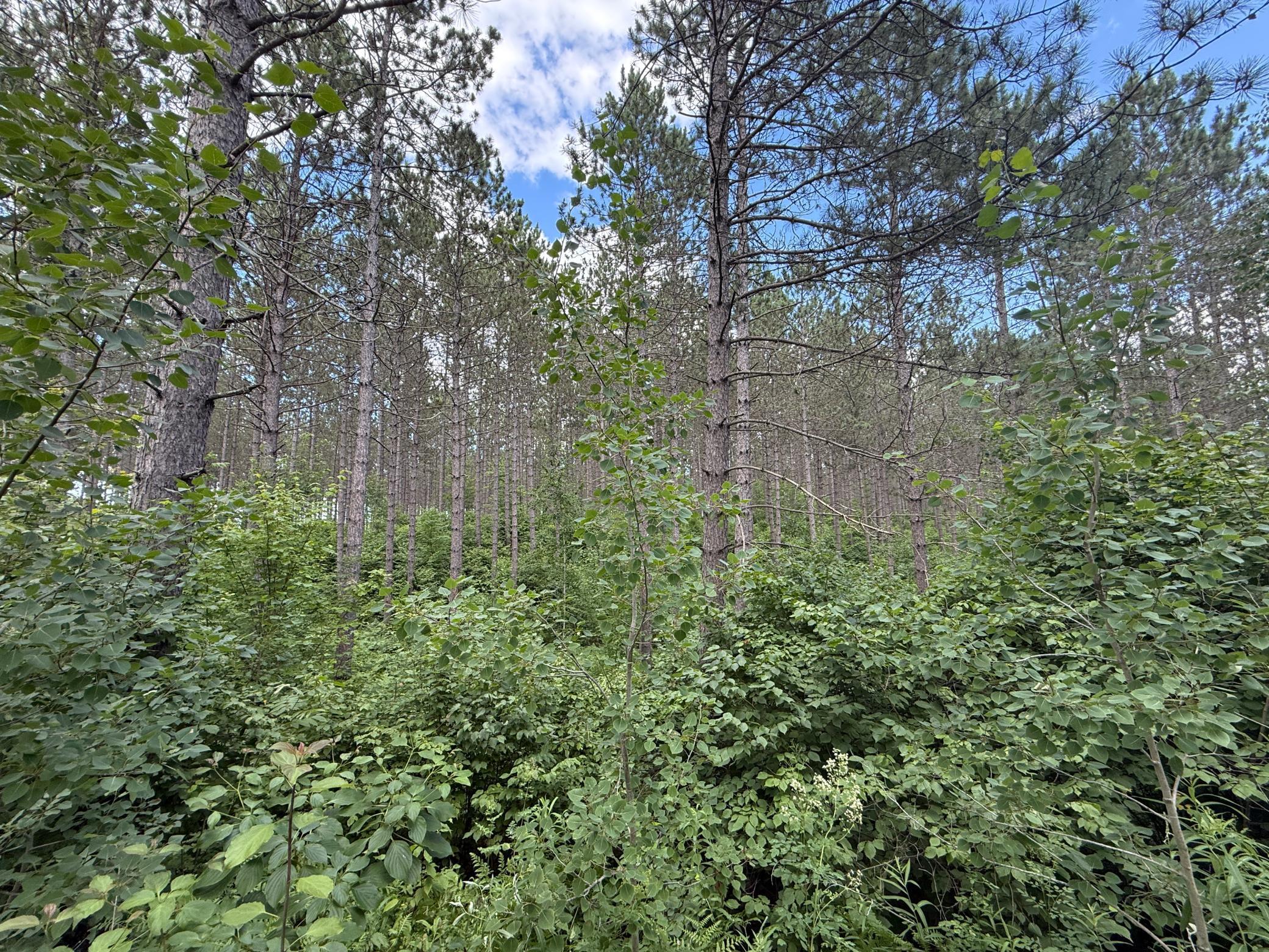 Tbd (option A) Tbd (option A) Maple Grove Road Cloquet, MN 55720 - Photo 68 of 85