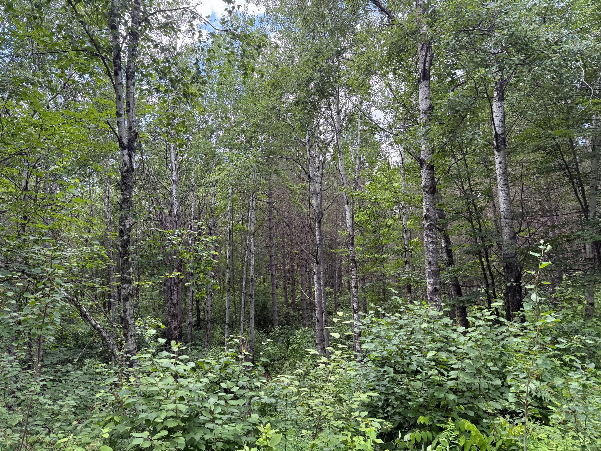 Tbd (option A) Tbd (option A) Maple Grove Road Cloquet, MN 55720 - Photo 77 of 85