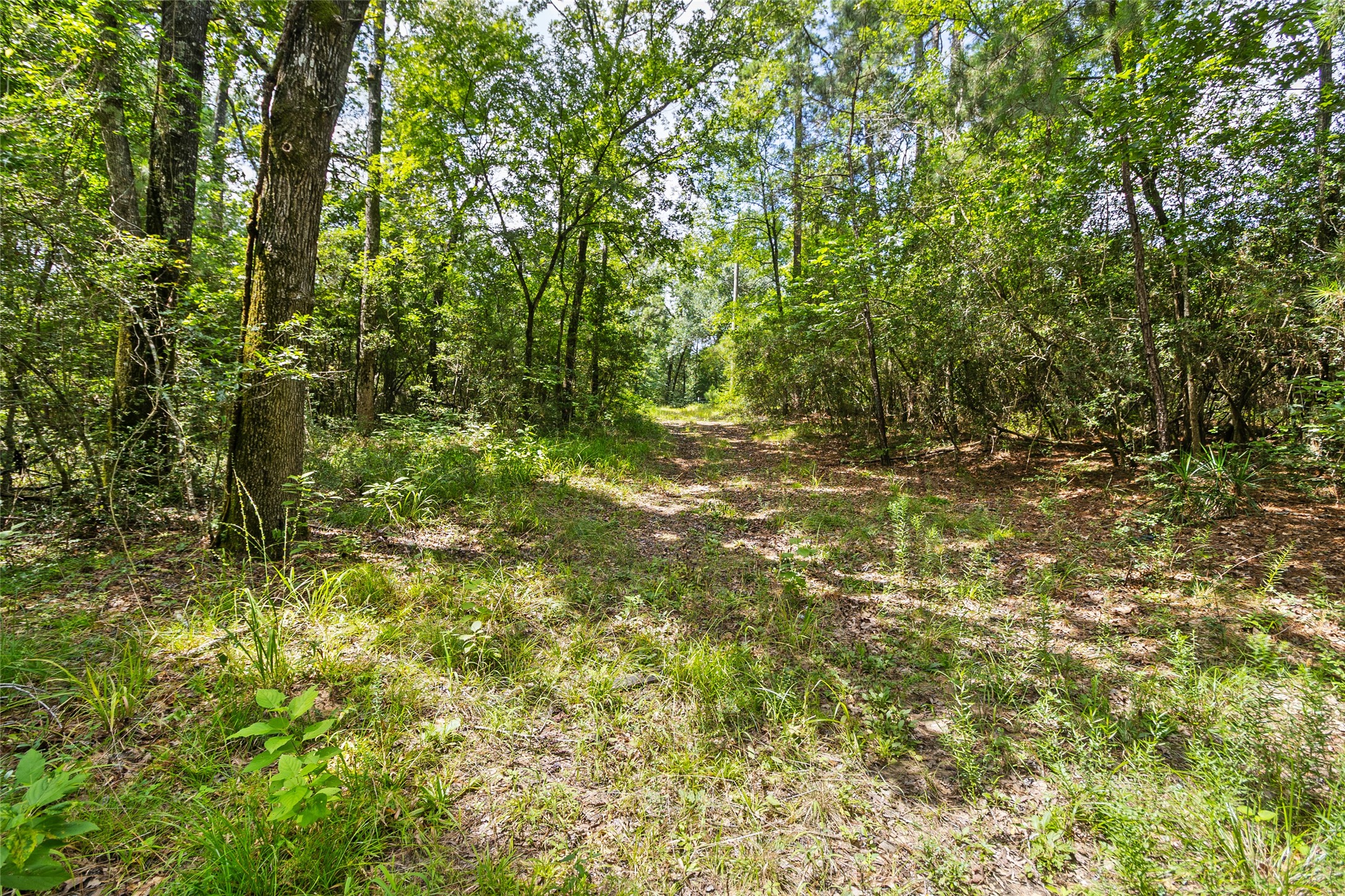 38 Darrell White Road Huntsville, TX 77340 - Photo 43 of 49 a view of a yard with a tree