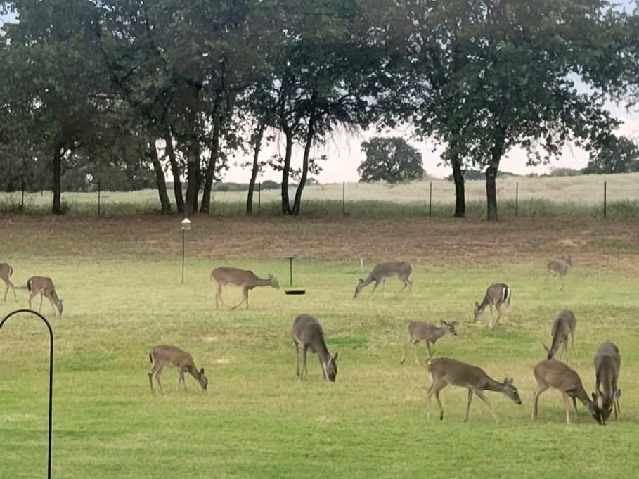 2016 Sonora Way Poolville, TX 76487 - Photo 38 of 40 a view of swimming pool with outdoor seating and trees