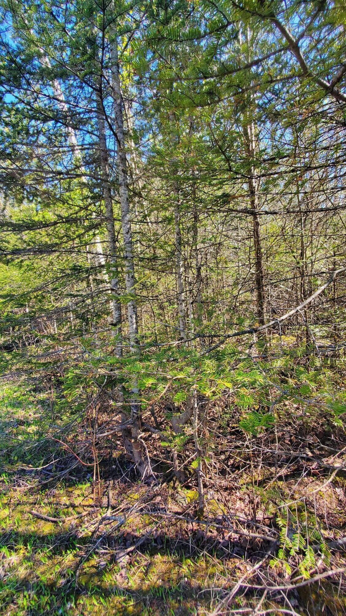 40-ac Werth Road Lachine, MI 49753 - Photo 12 of 15 Gallery Image 12