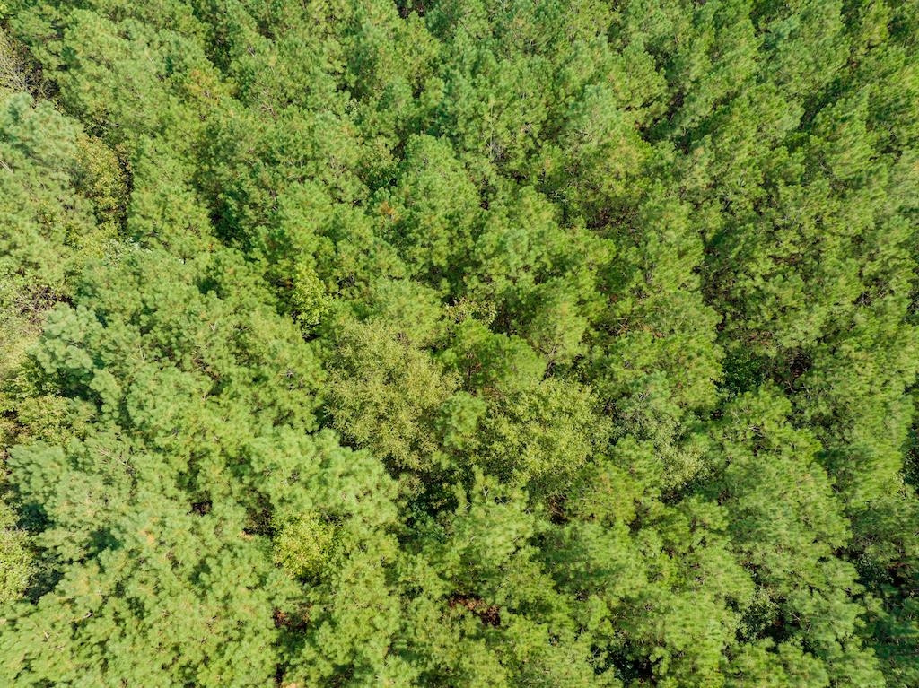 0 Pony Farm Road Siler City, NC 27344 - Photo 8 of 34 Photo 8