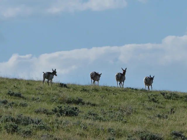 $165,000 | 7 Peak View Lane, Buffalo, WY 82834