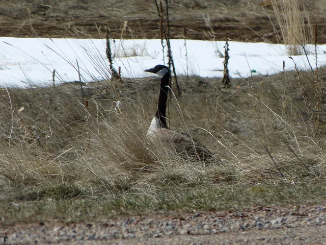 $165,000 | 7 Peak View Lane, Buffalo, WY 82834