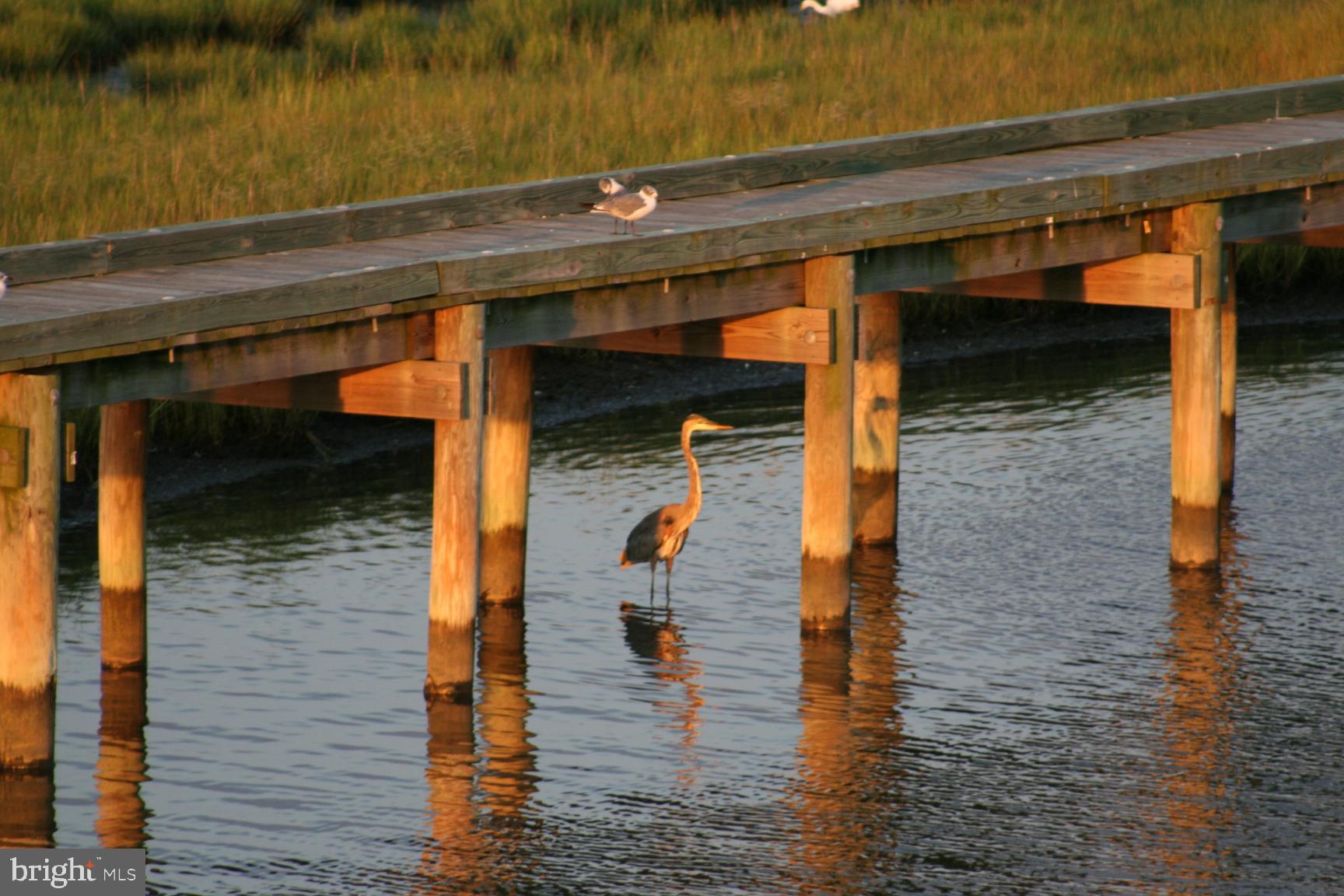 12345 Snug Harbor Road Berlin, MD 21811 - Photo 49 of 80 Bue Heron Under Pier Across Canal