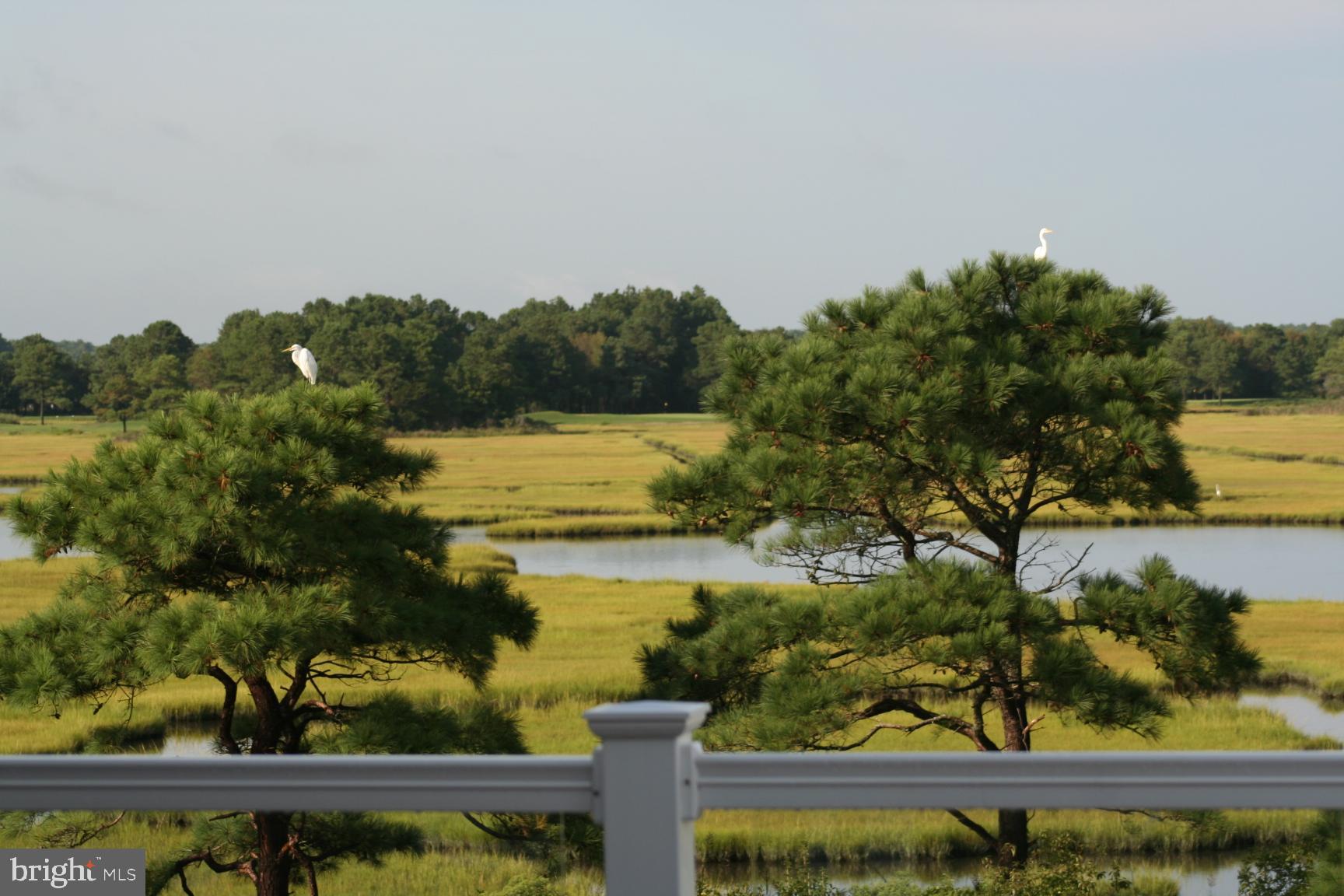 12345 Snug Harbor Road Berlin, MD 21811 - Photo 53 of 80 12345 Snug Harbor RD Egrets From Deck