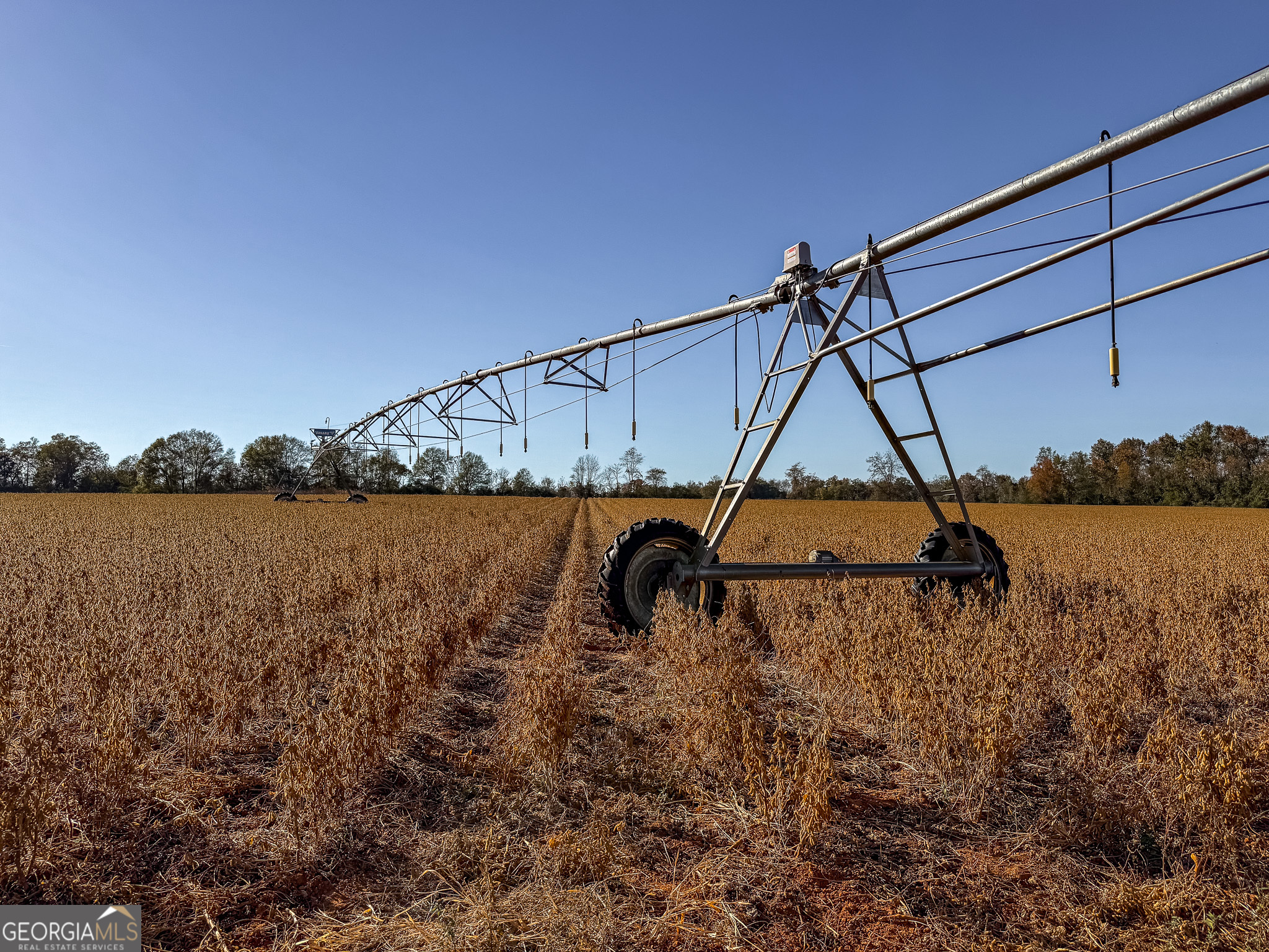 0 Buck Road Morgan, GA 39866 - Photo 13 of 20
