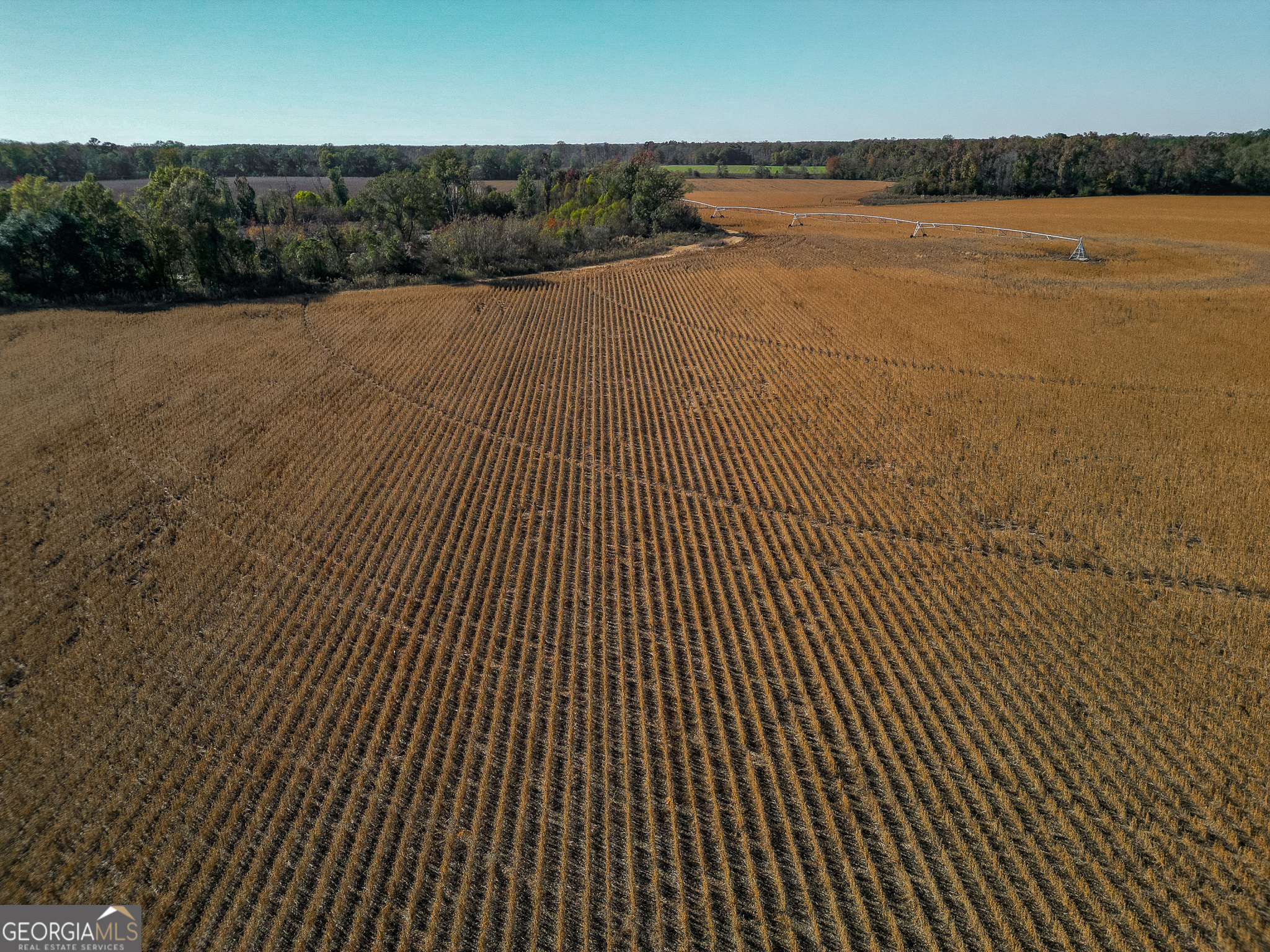0 Buck Road Morgan, GA 39866 - Photo 14 of 20