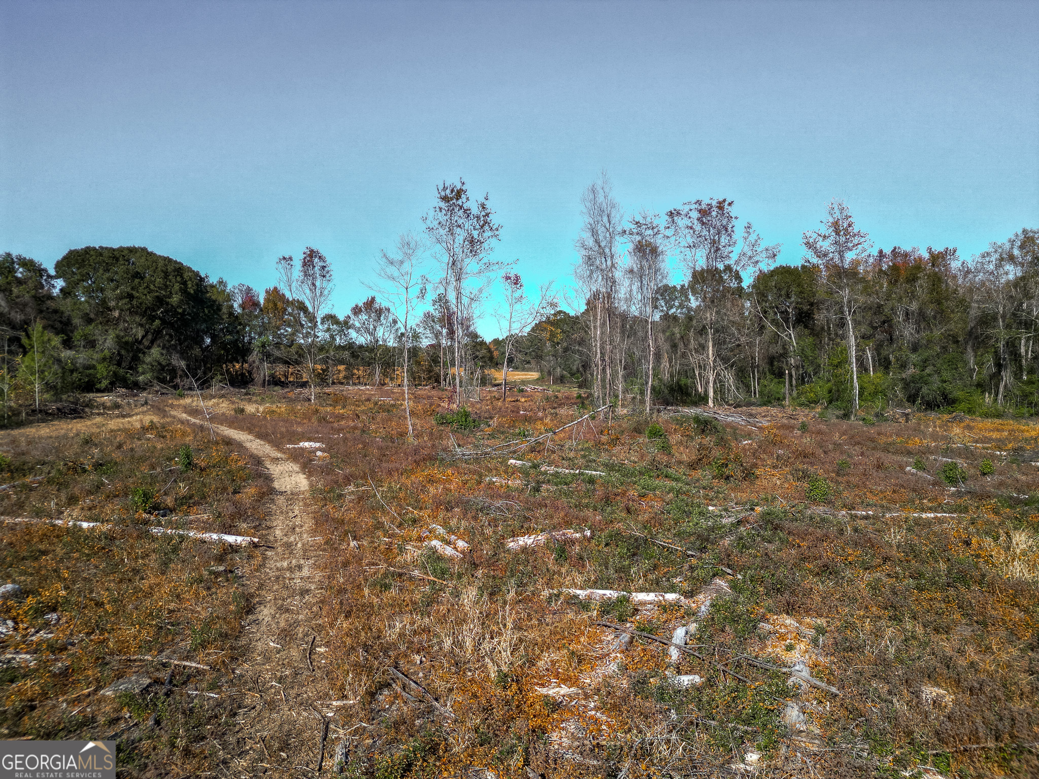 0 Buck Road Morgan, GA 39866 - Photo 15 of 20