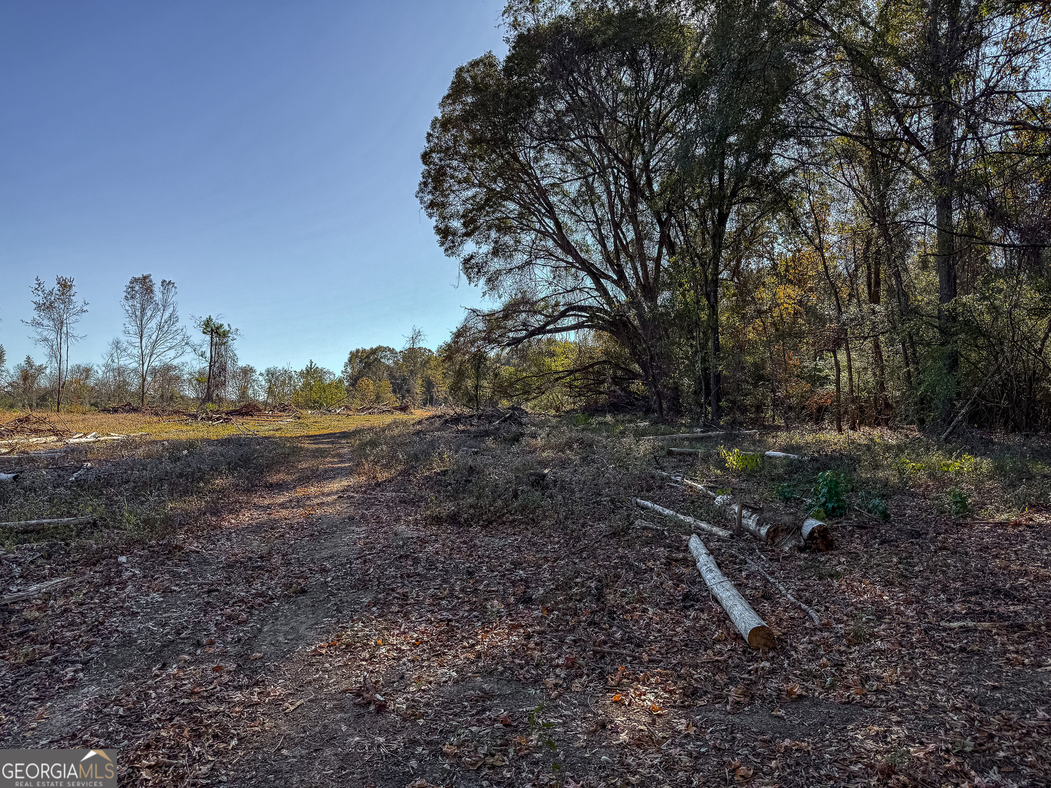 0 Buck Road Morgan, GA 39866 - Photo 16 of 20
