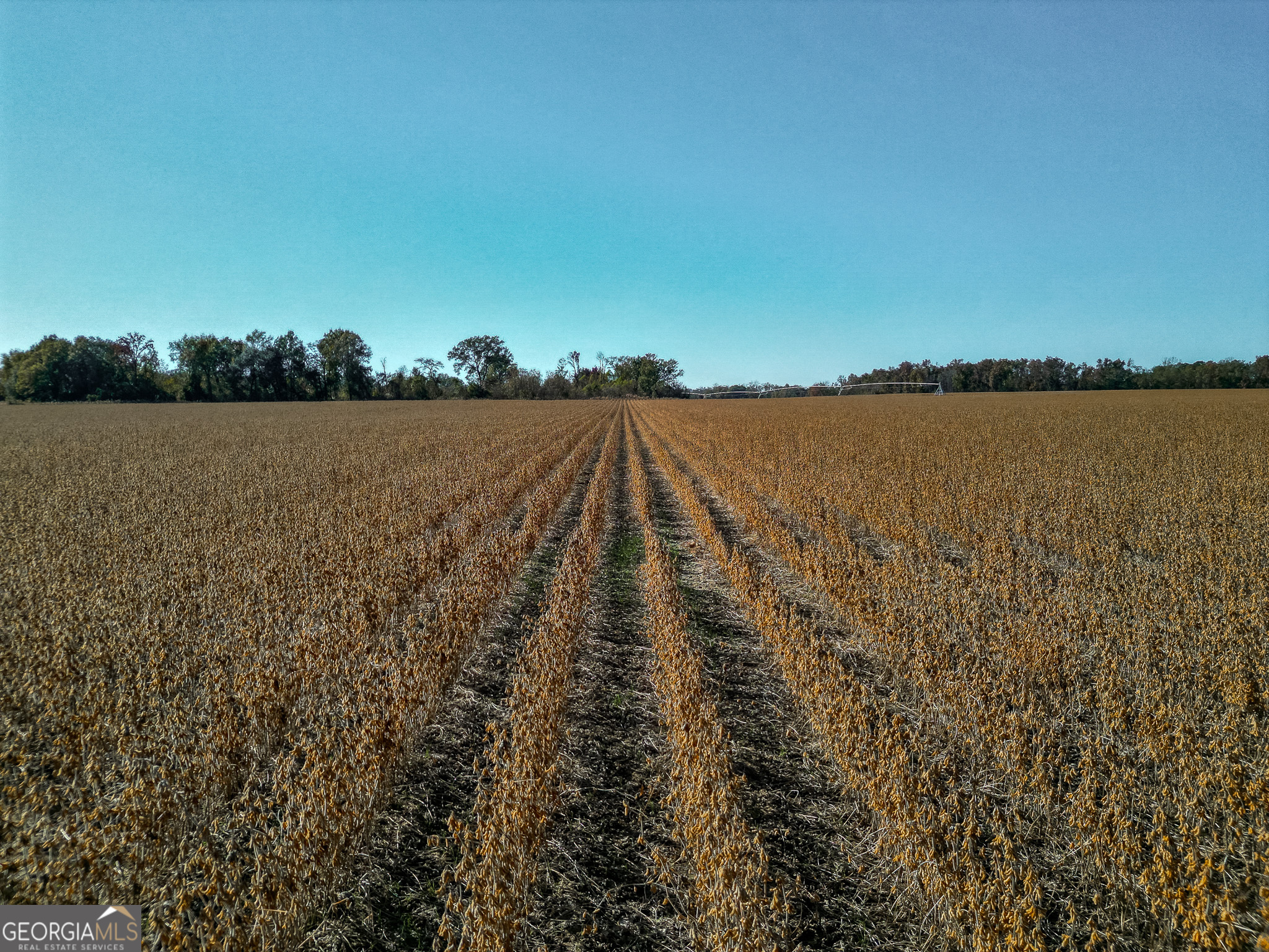 0 Buck Road Morgan, GA 39866 - Photo 19 of 20