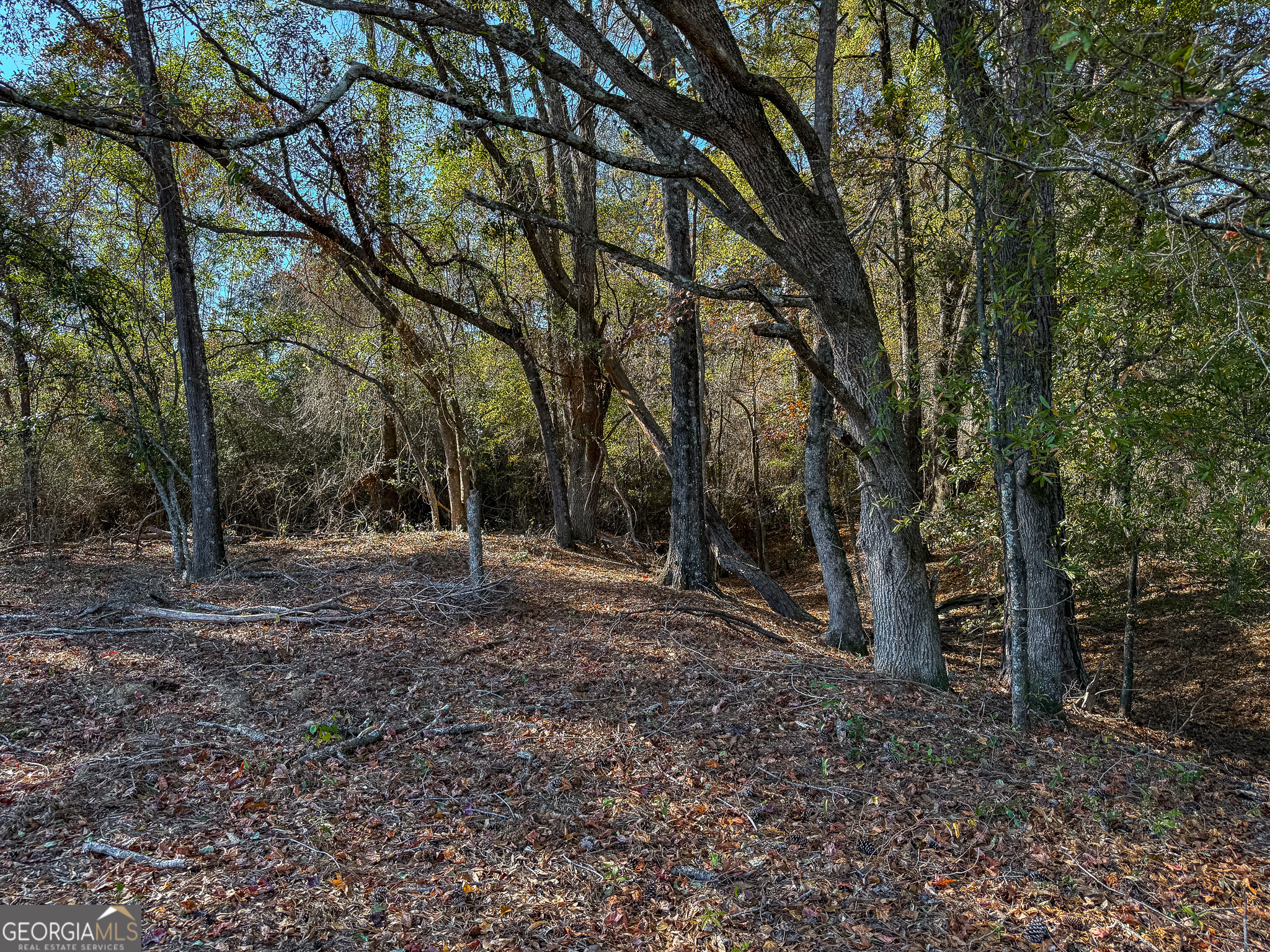 0 Buck Road Morgan, GA 39866 - Photo 3 of 20