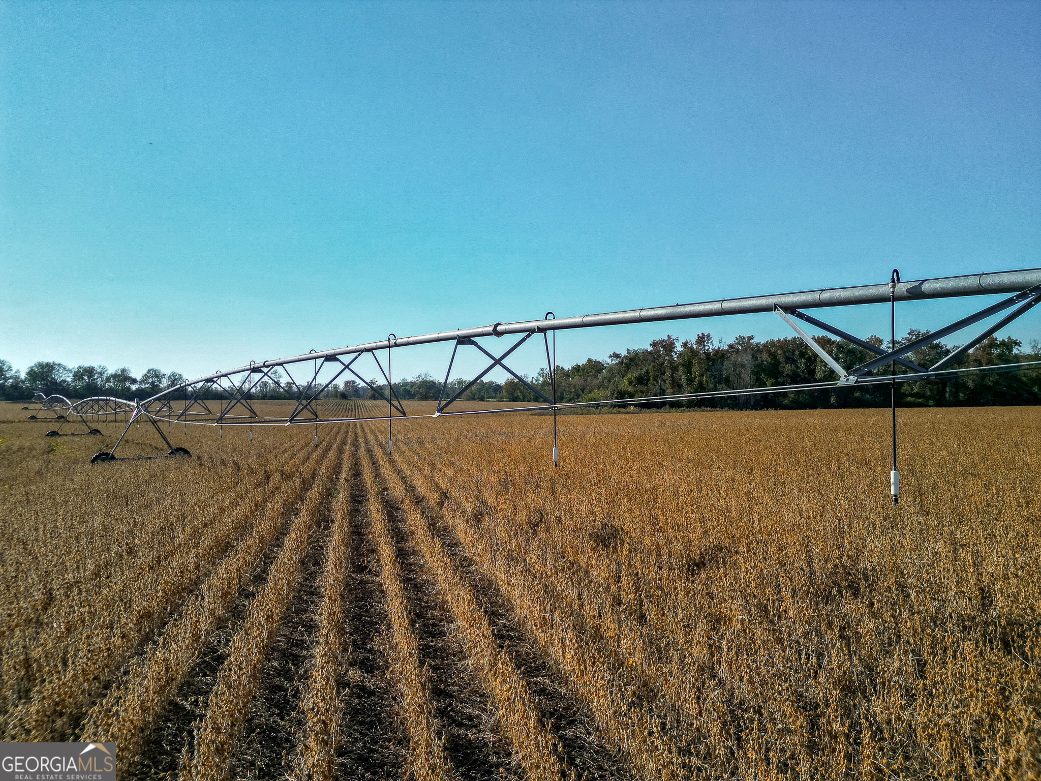 0 Buck Road Morgan, GA 39866 - Photo 4 of 20