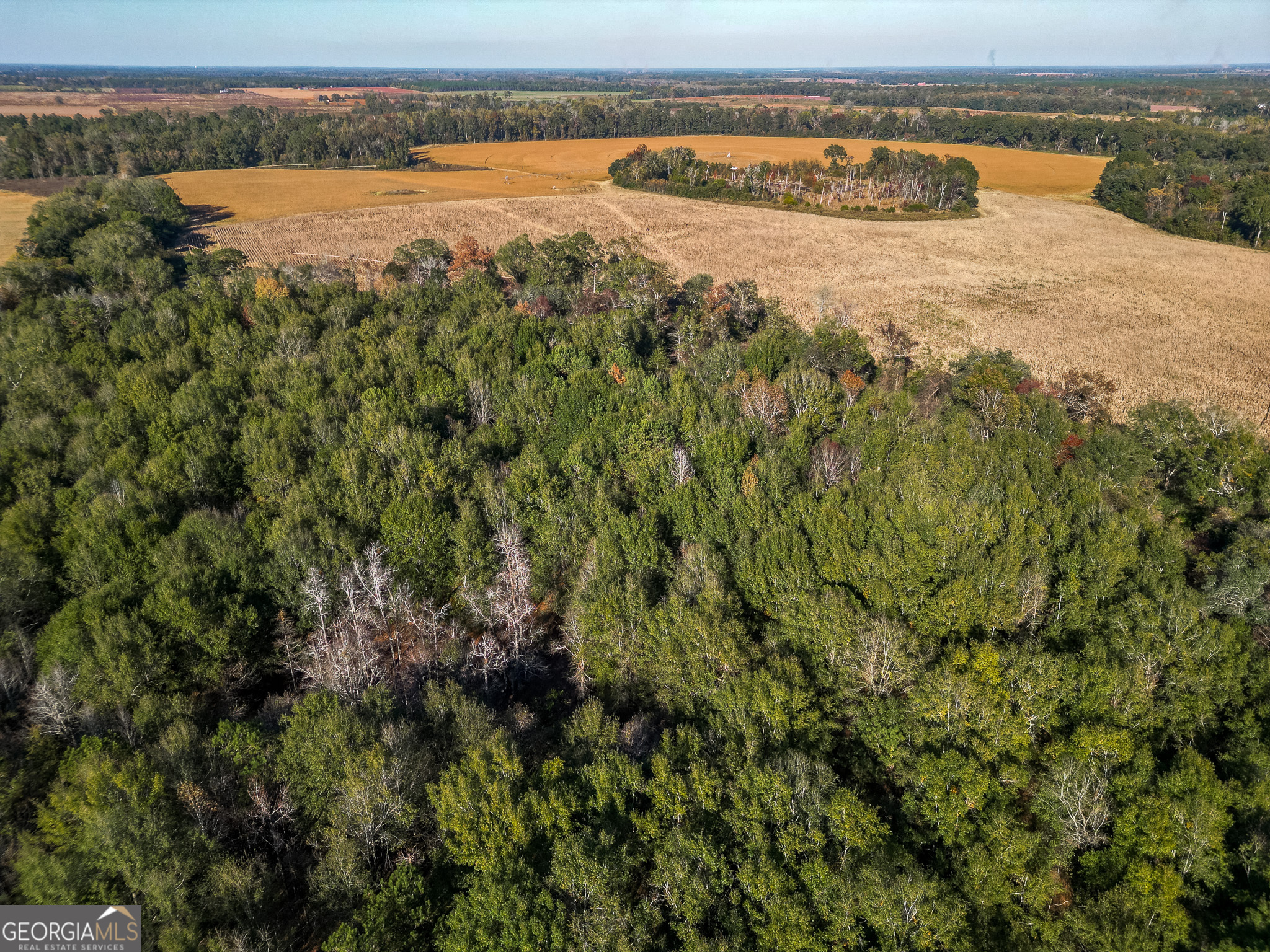 0 Buck Road Morgan, GA 39866 - Photo 5 of 20