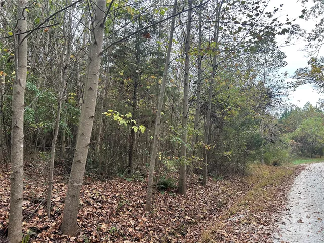 a view of a forest filled with trees