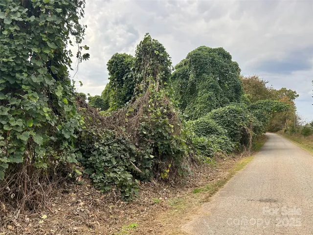 a view of a yard with plants and a tree