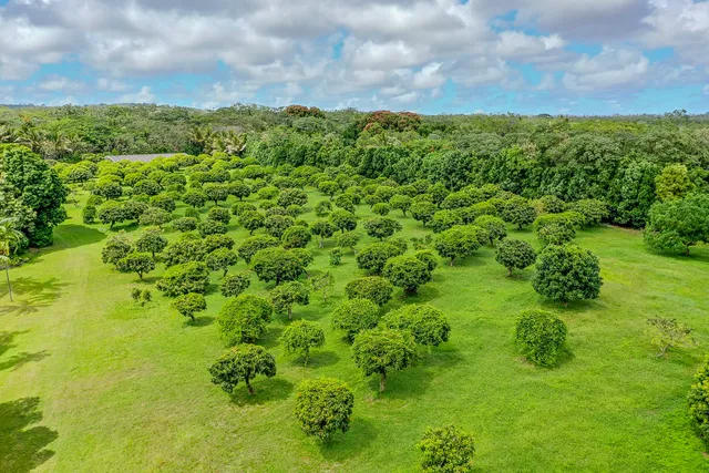 a lush green field with lots of trees